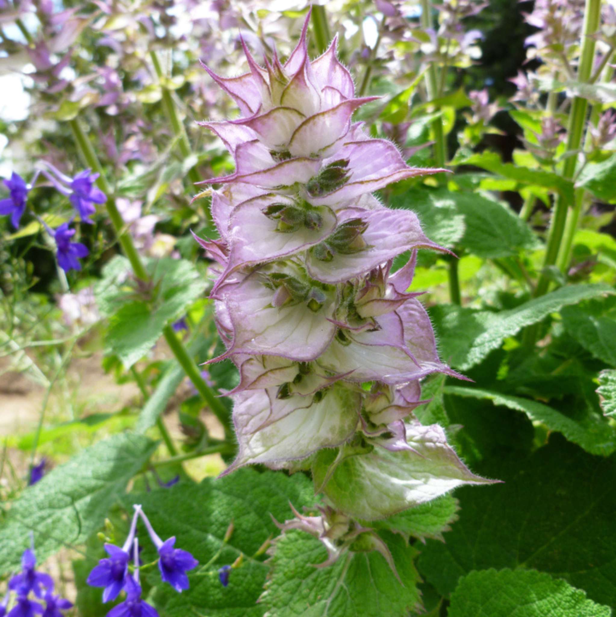 Clary Sage Essential Oil
