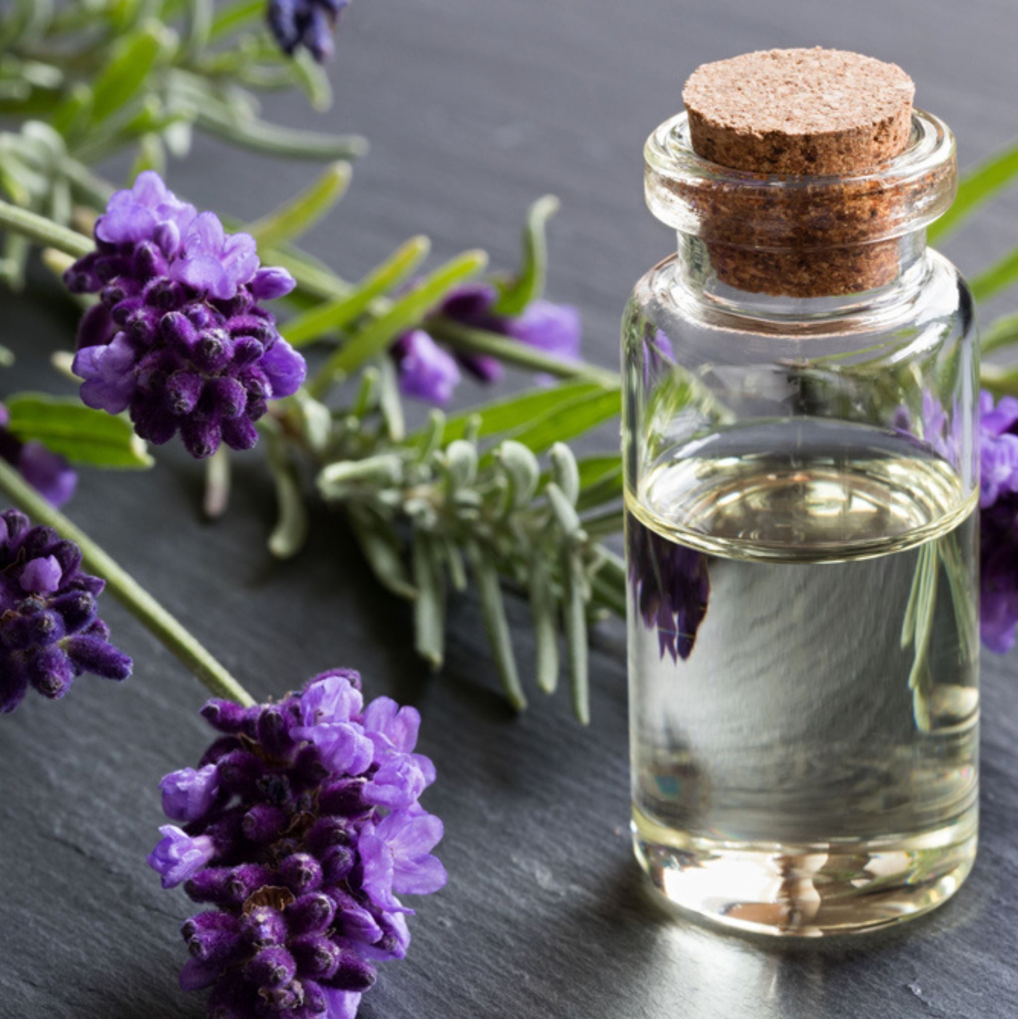 Lavandin Grosso Essential Oil
