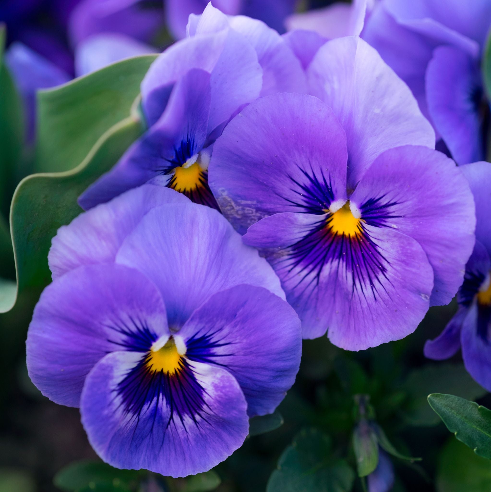 Veilchen kosmetisches Duftöl