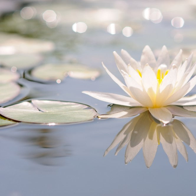 Carena Fragrance Oil