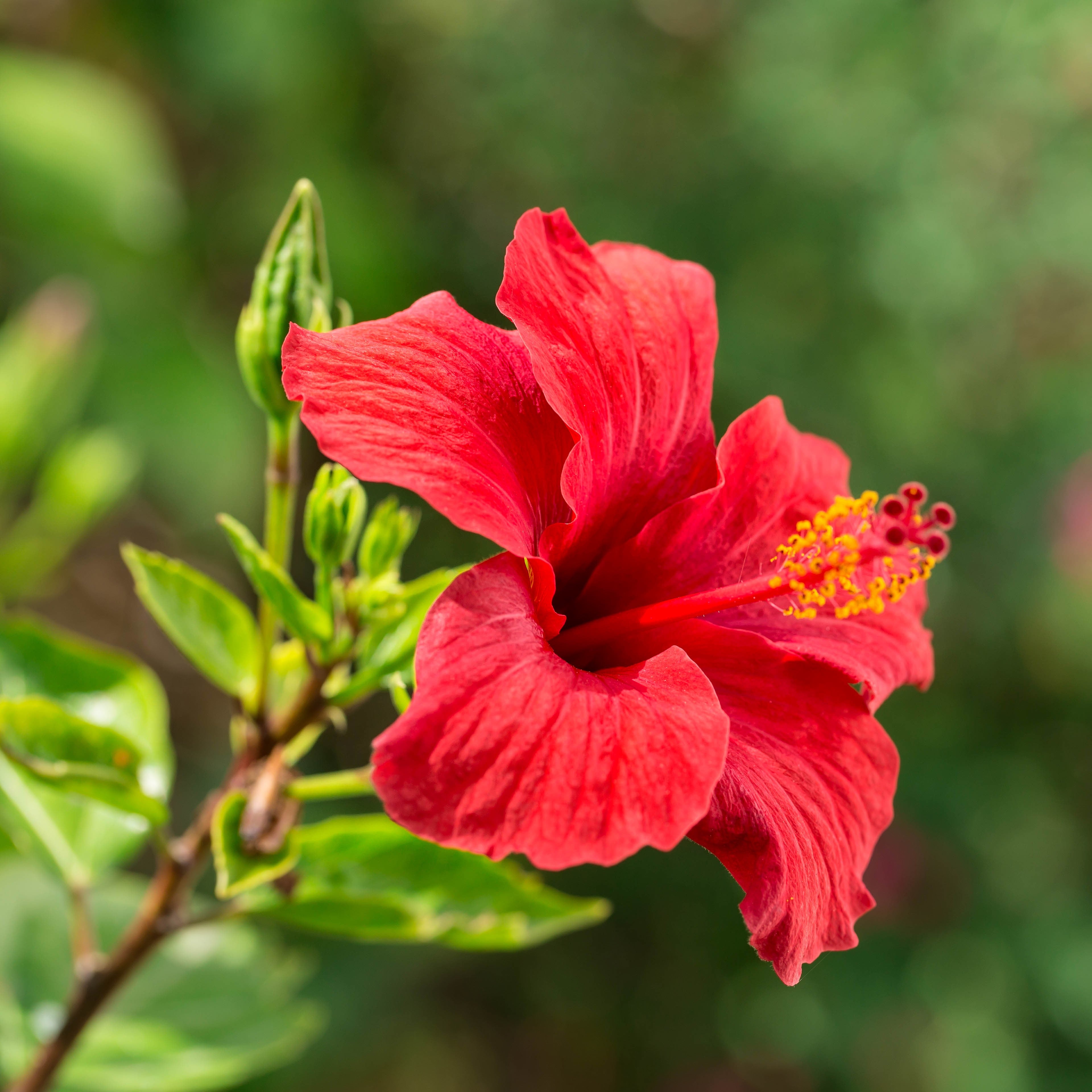 Hibiskusblüten Pulver 50 g