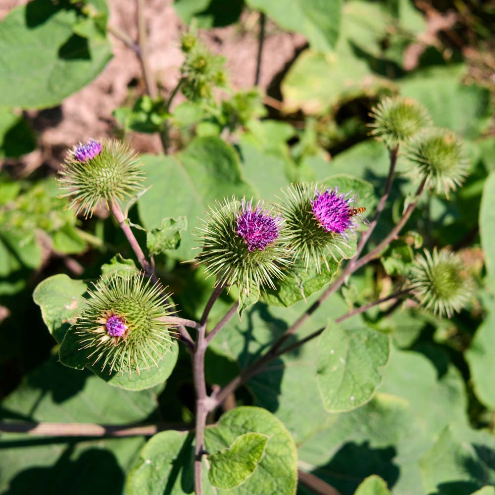 Klettenwurzelöl *BIO - Mazerat in Sonnenblumenöl - MHD 02/2026