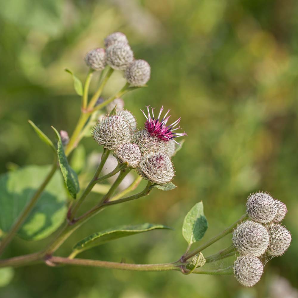 Klettenwurzelöl *BIO - Mazerat in Sonnenblumenöl - MHD 02/2026