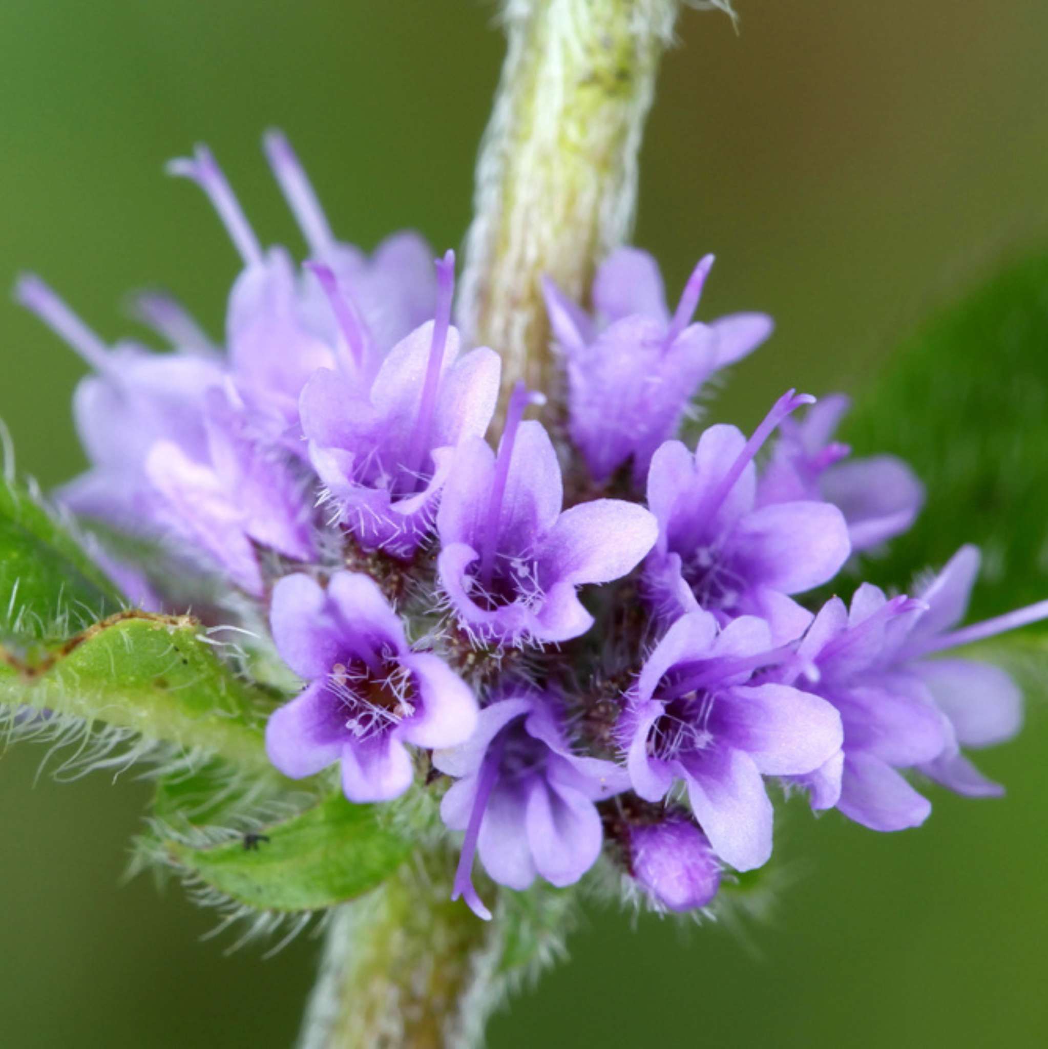 Peppermint Arvensis Essential Oil