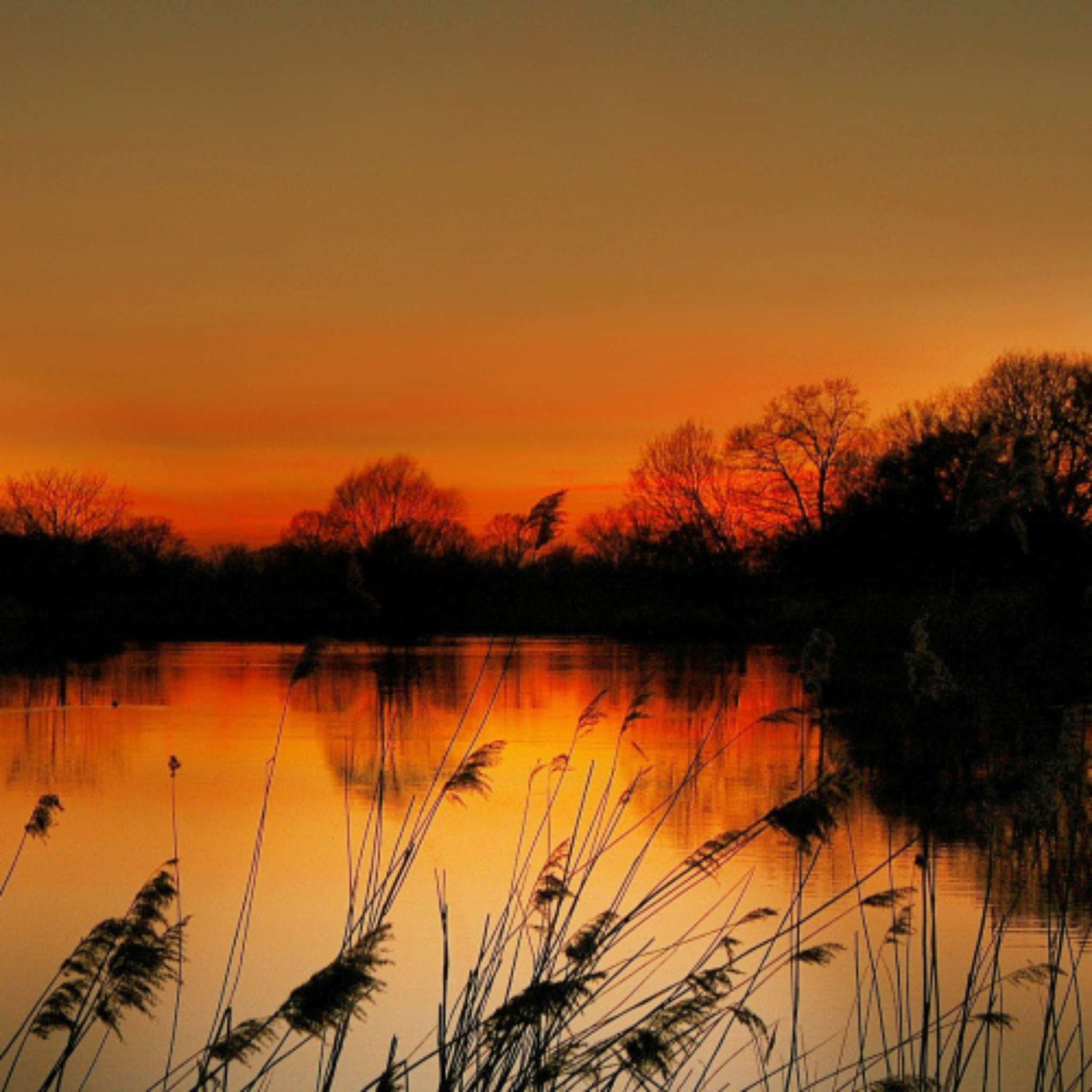 Amber Glow Fragrance Oil