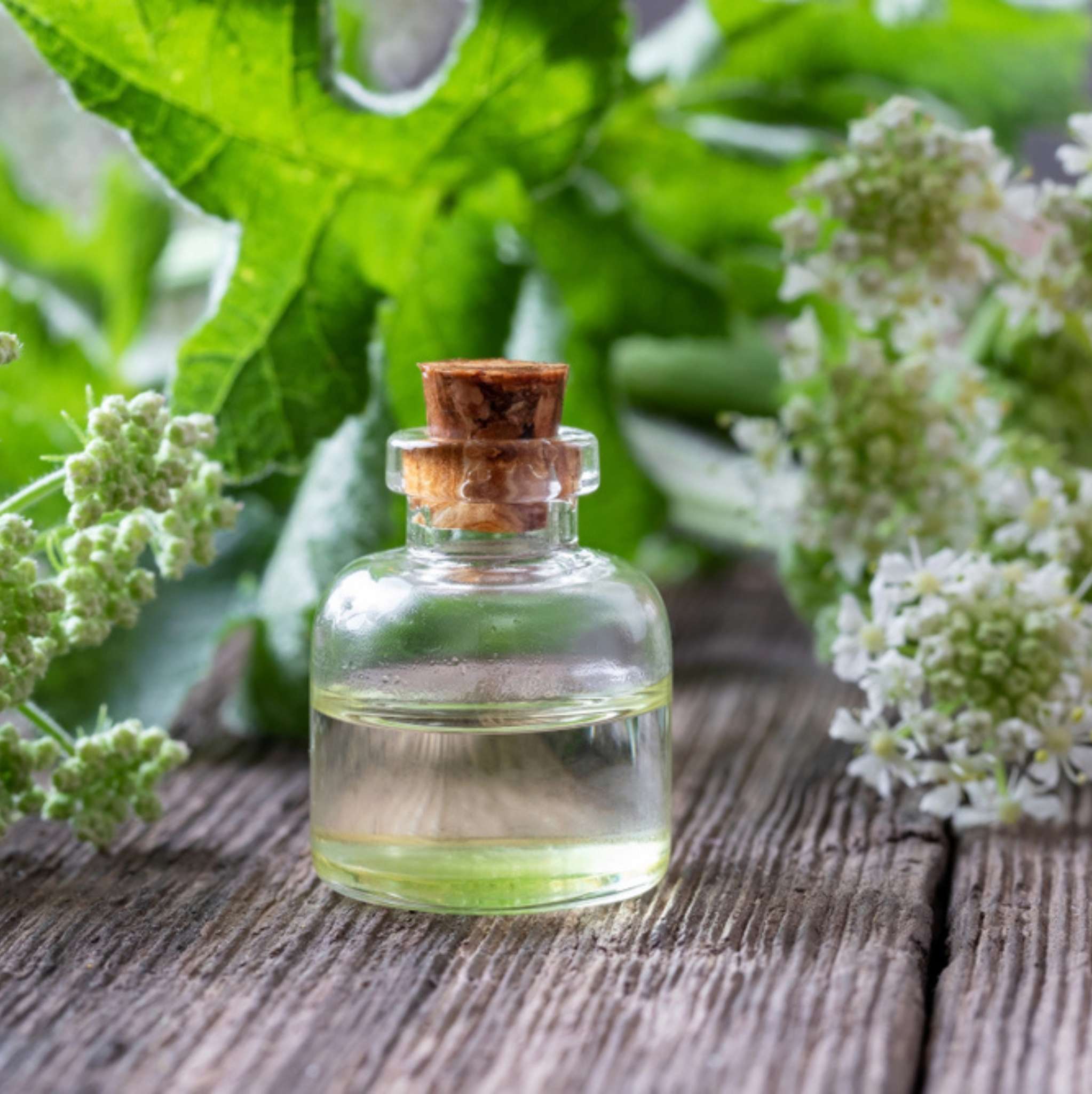 Angelikawurzel 1 ml, ätherisches Öl