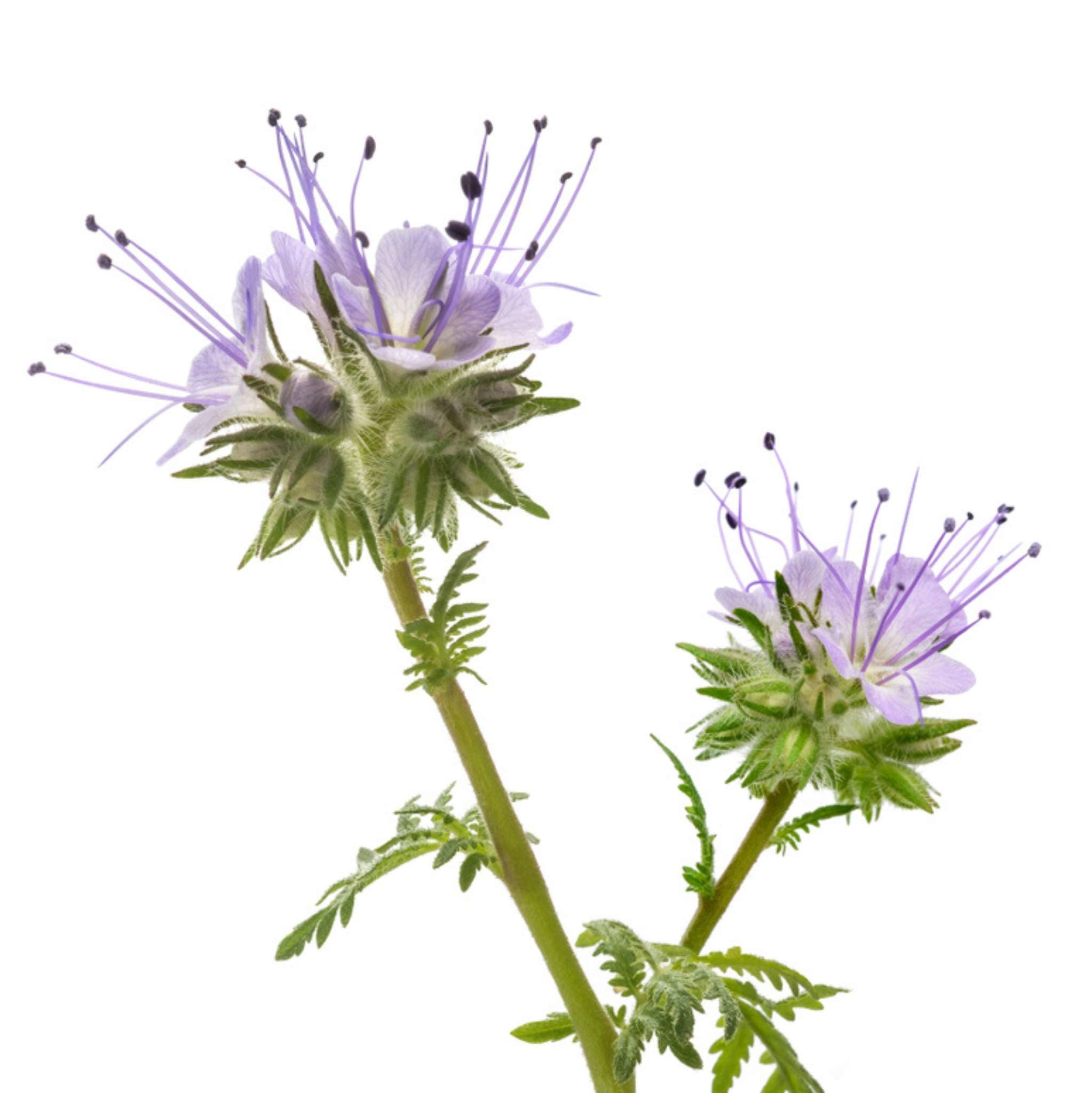 Tansy Blue Essential Oil Dilution