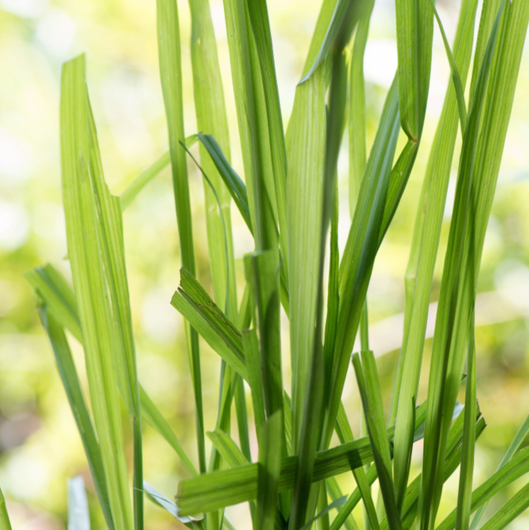 Citronella, ätherisches Öl