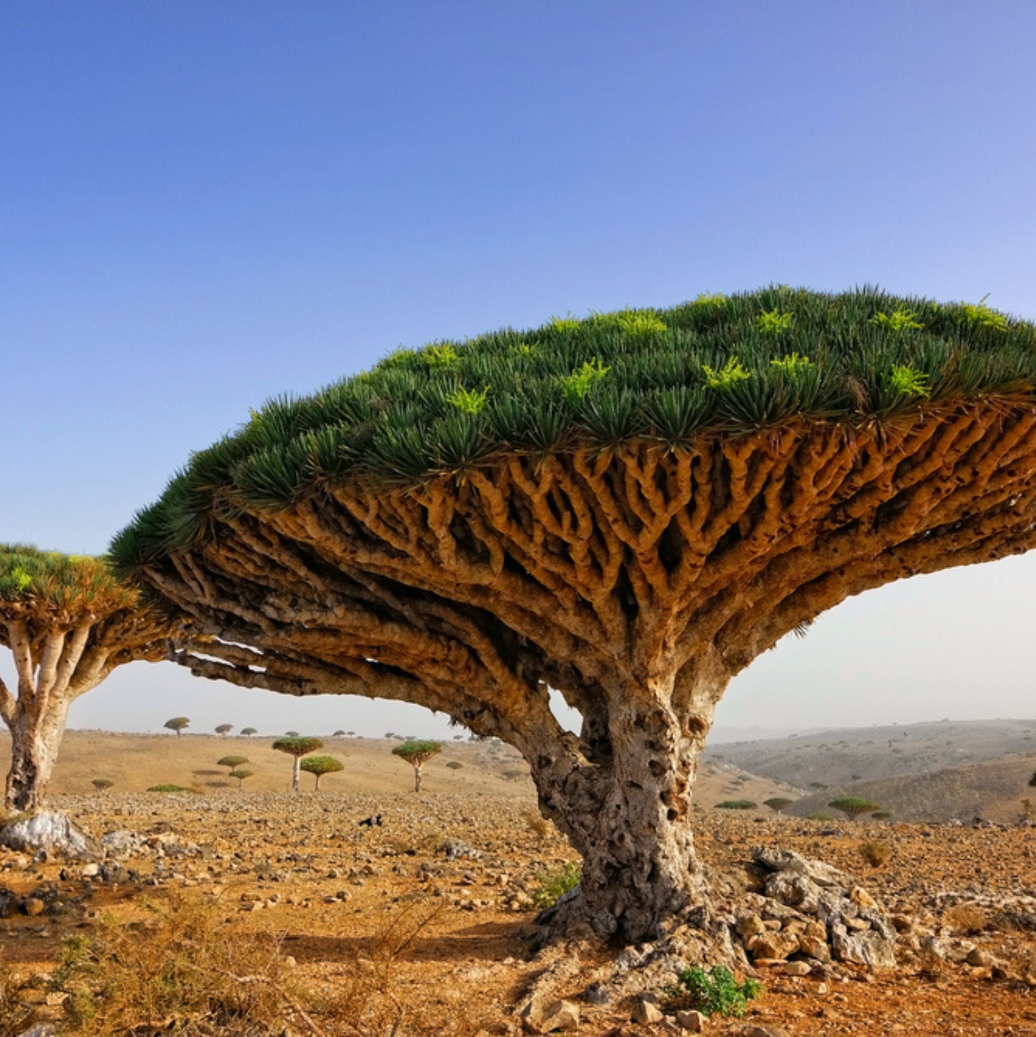 Dragon Blood Extract