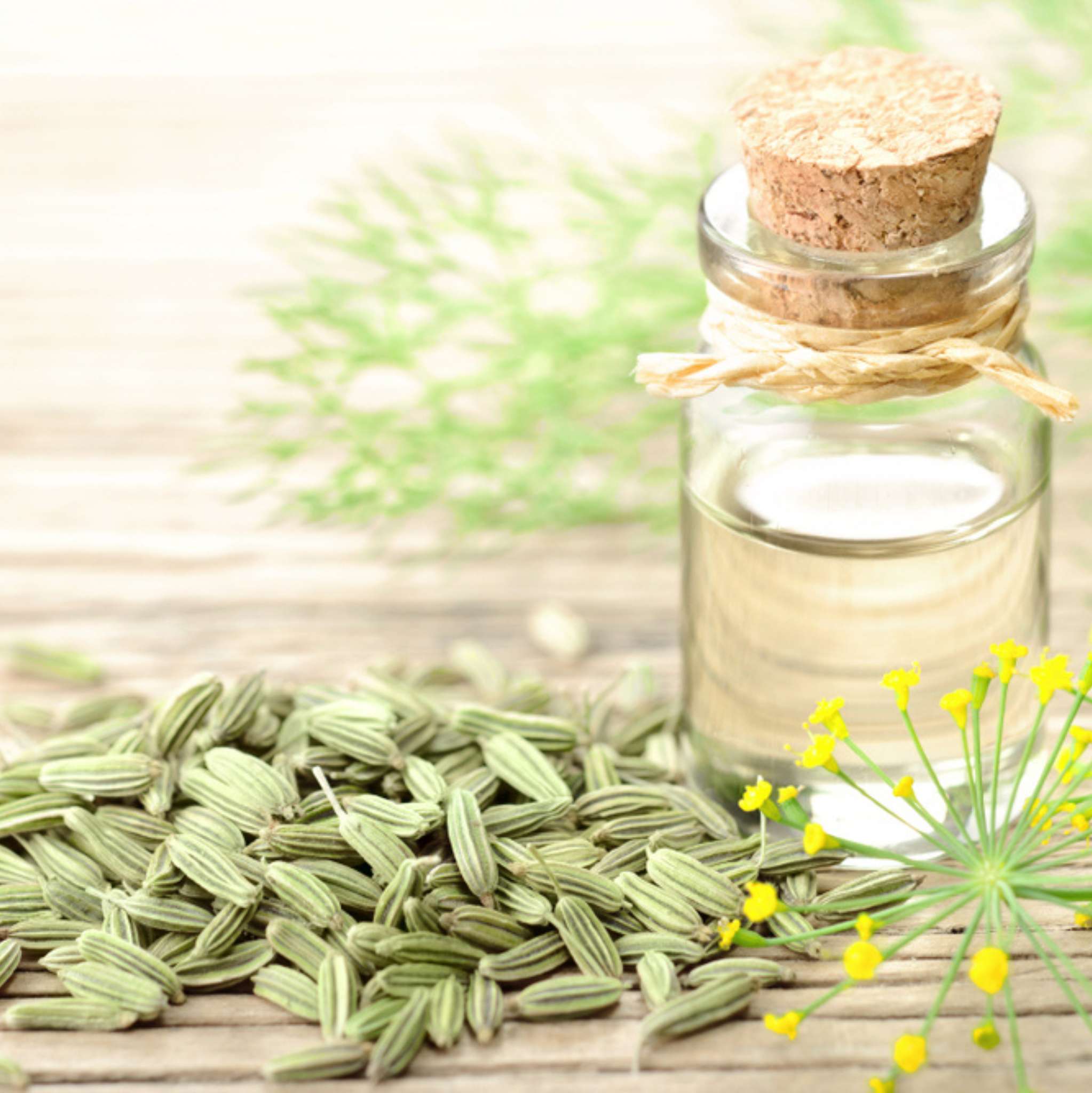 Fenchel Süß 10 ml, ätherisches Öl