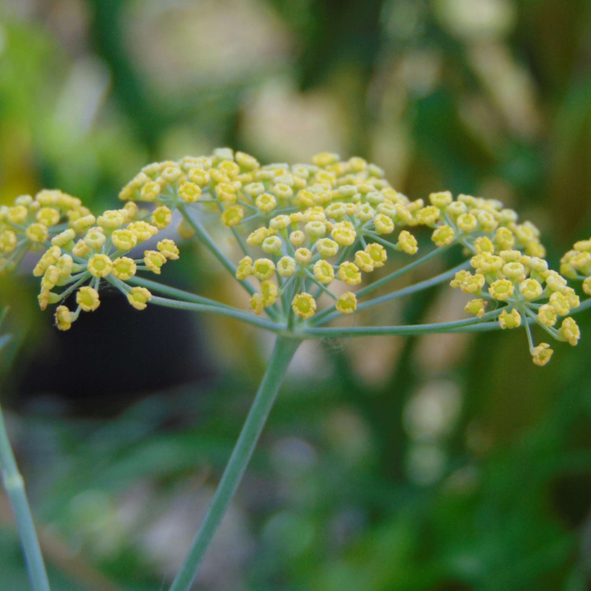 Fennel Sweet Essential Oil