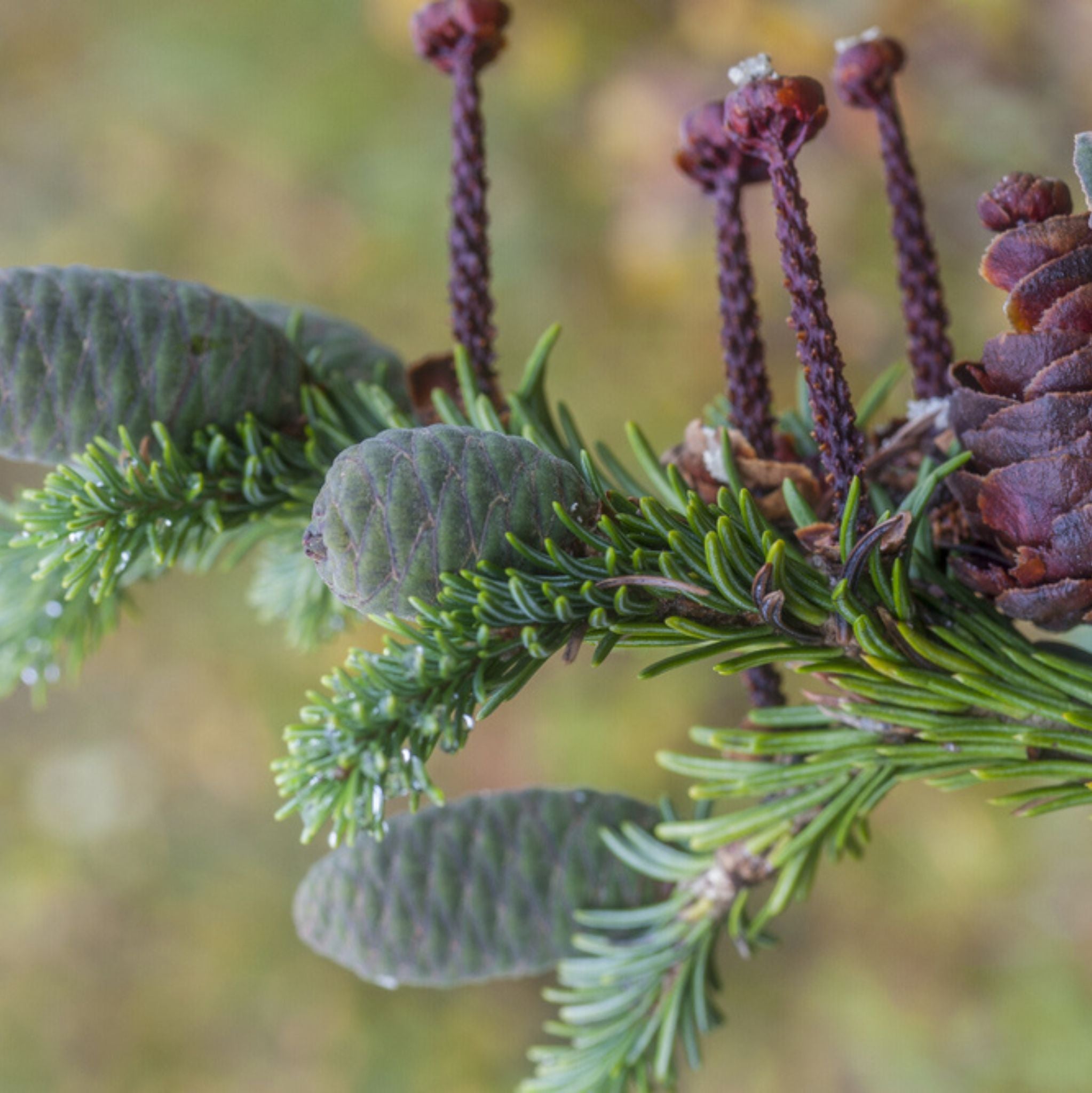 Fichtennadel, ätherisches Öl