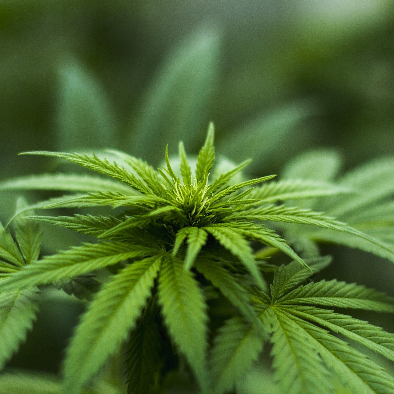 Hemp Hydrosol Organic