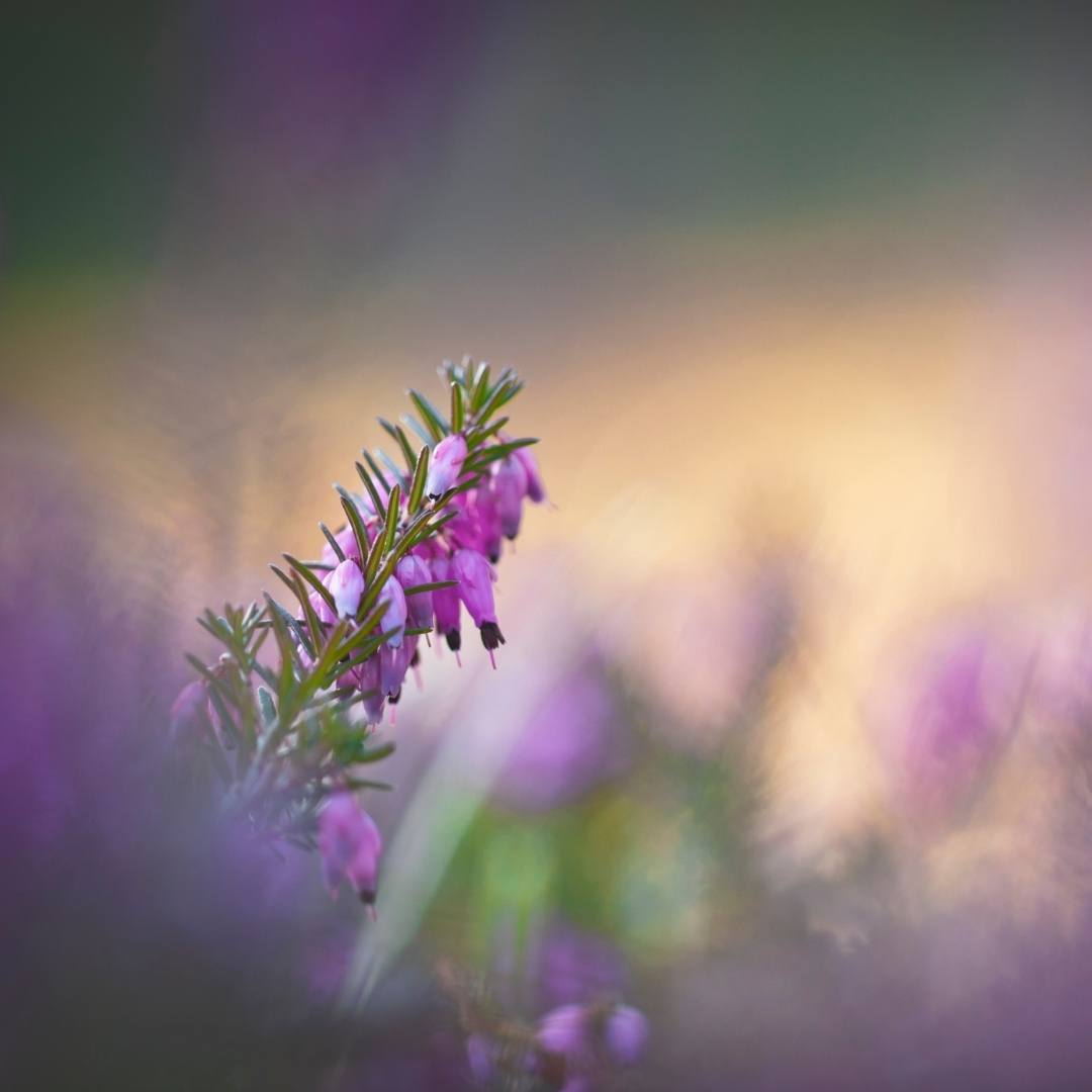 Heather Fragrance Oil