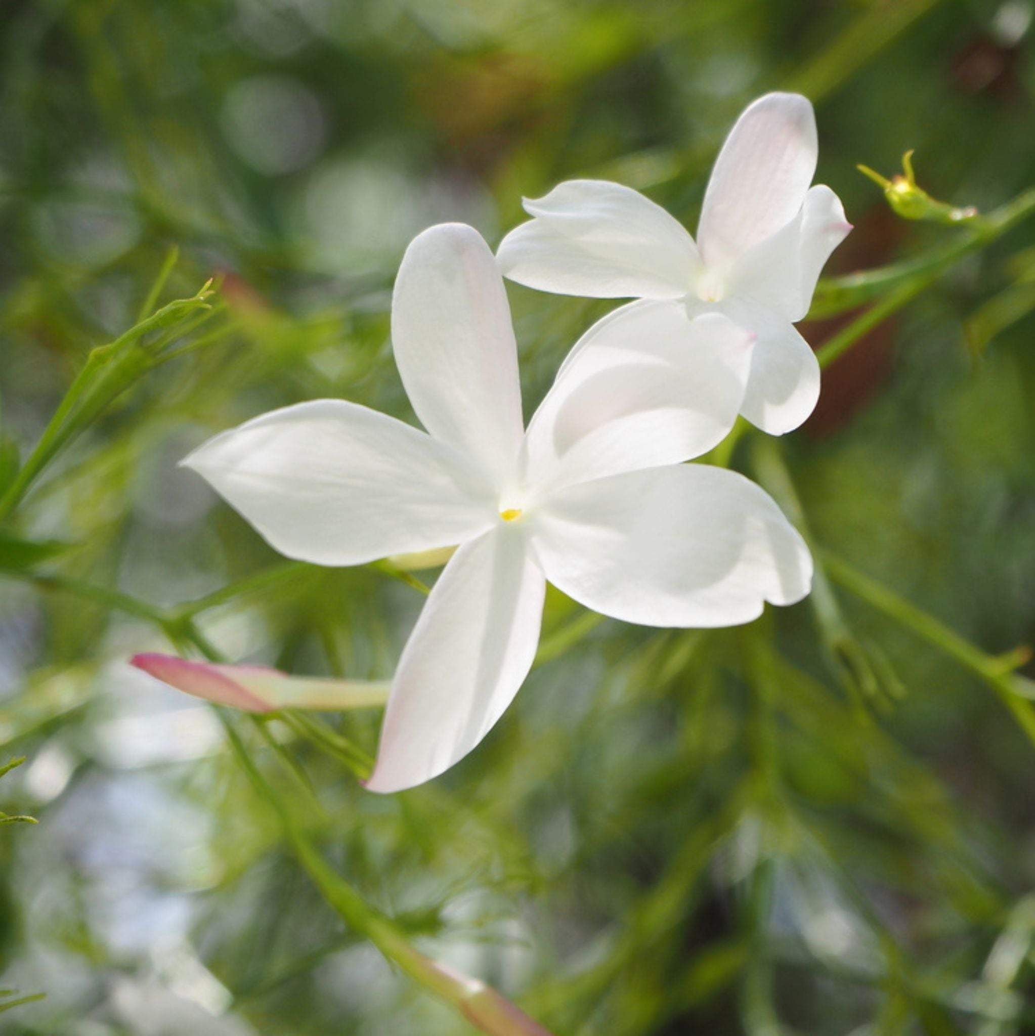 Jasmine Sambac Absolute Oil Dilution