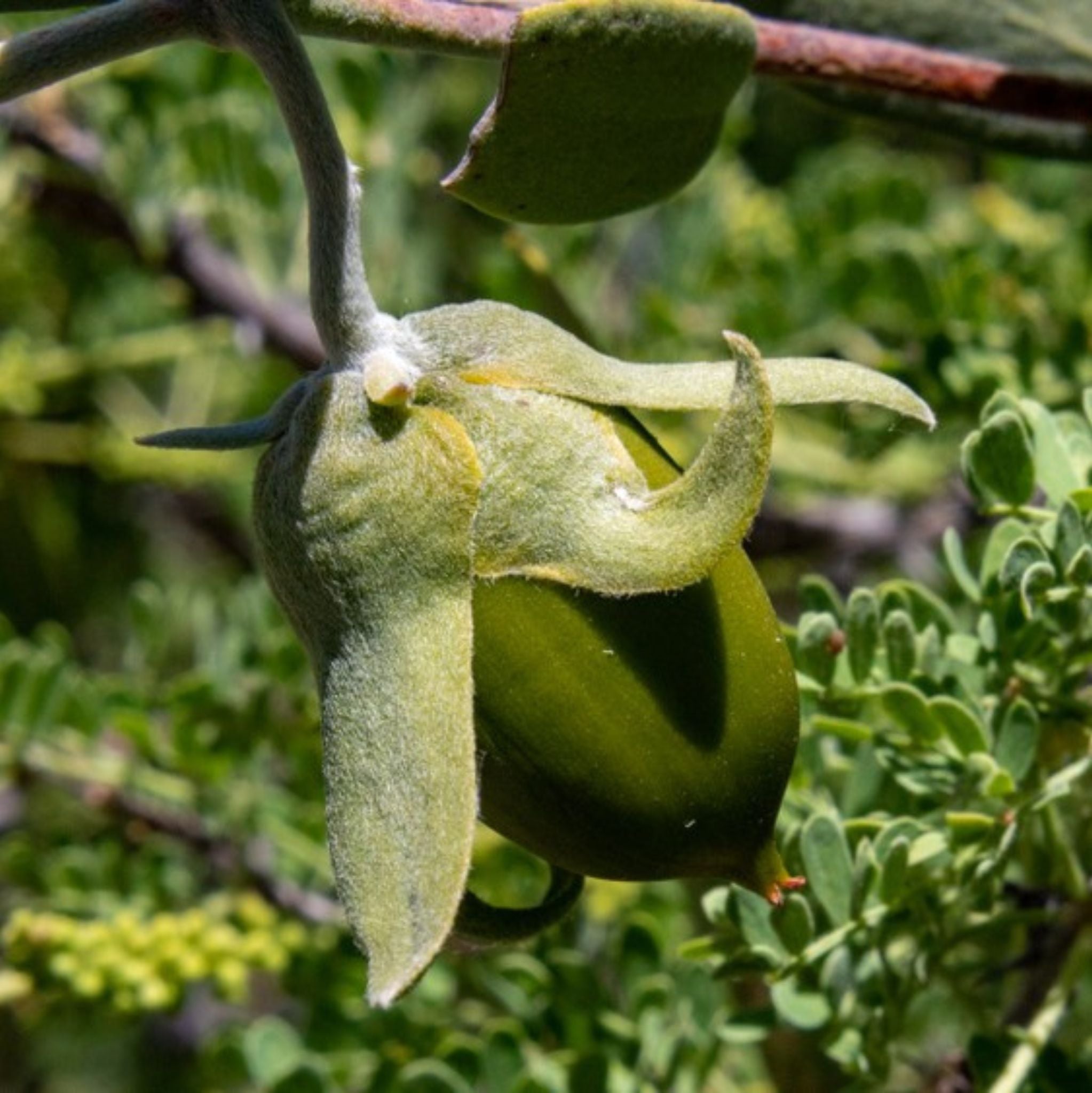 Jojoba Oil cold pressed