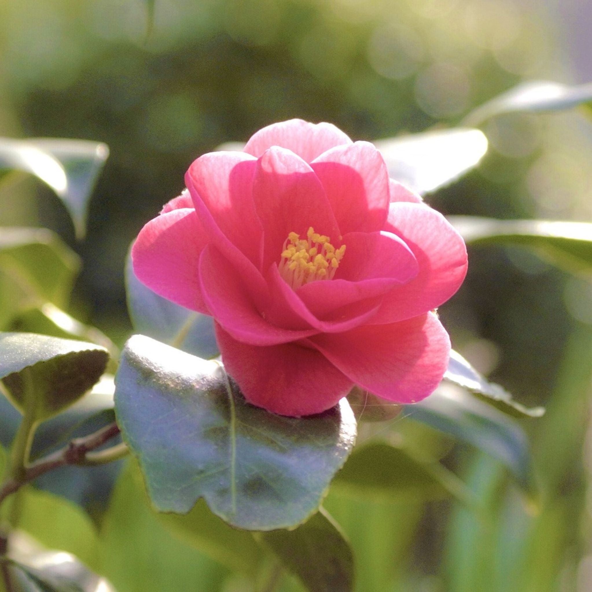 Kamelienöl kalt gepresst