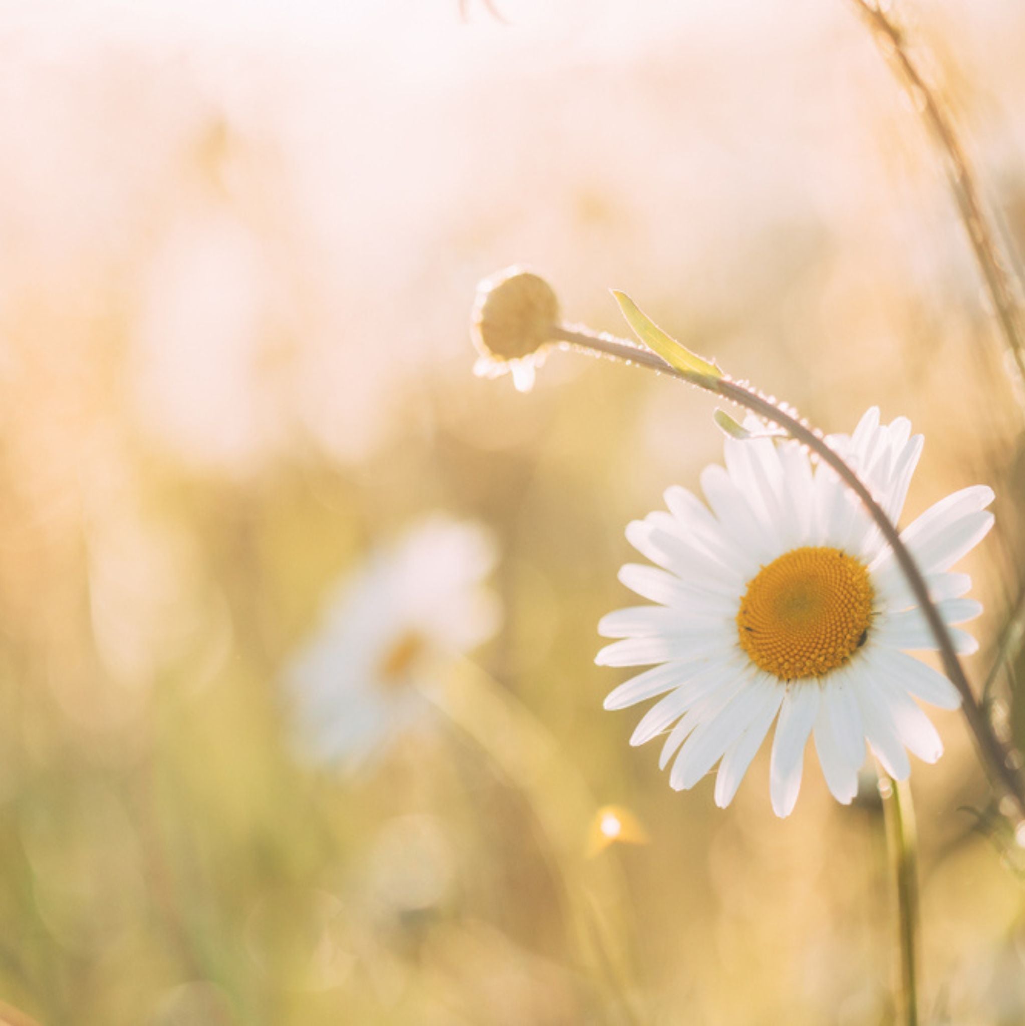 Kamille Blau *BIO 1 ml, ätherisches Öl