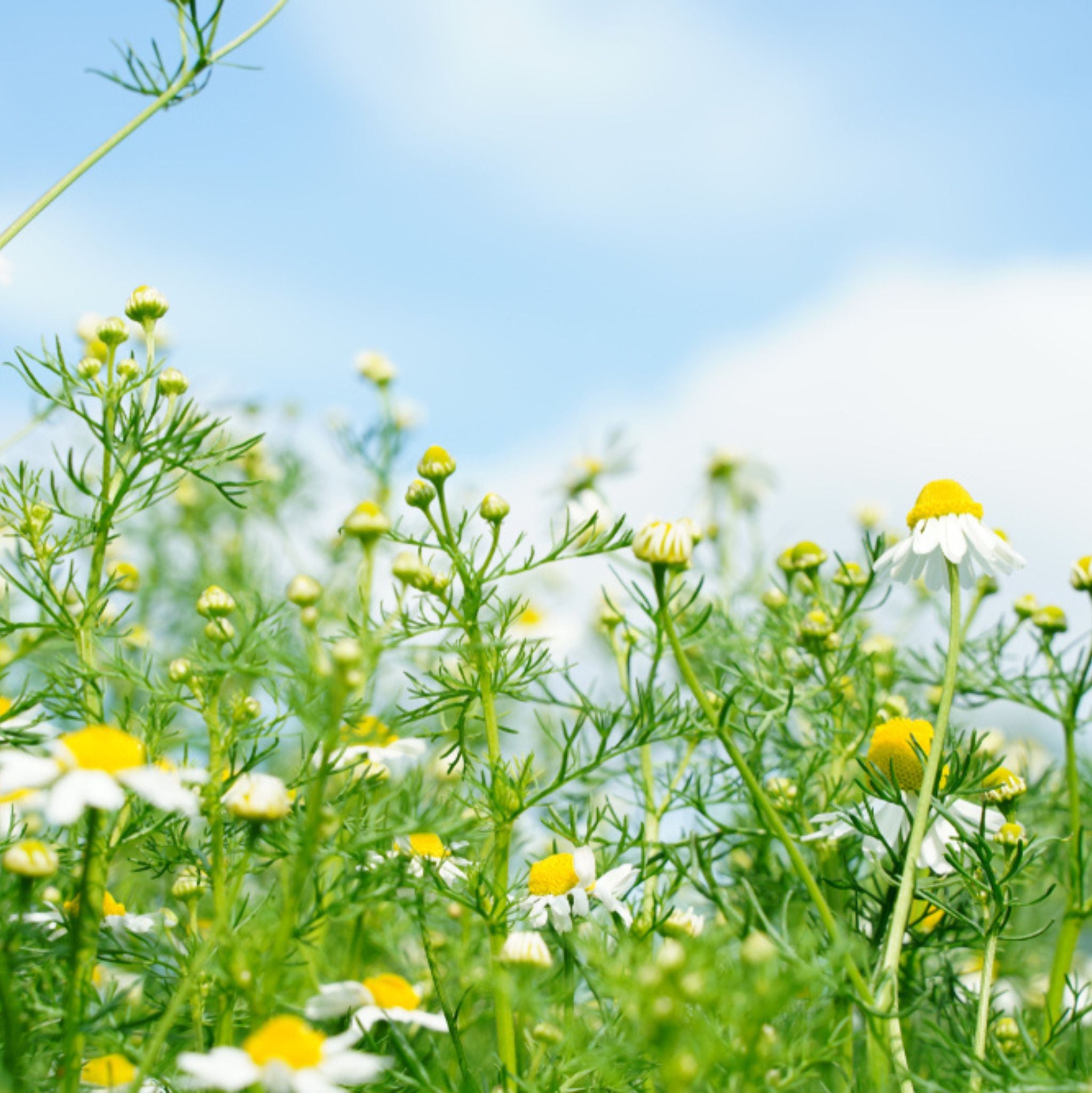 Kamille Blau *BIO 1 ml, ätherisches Öl