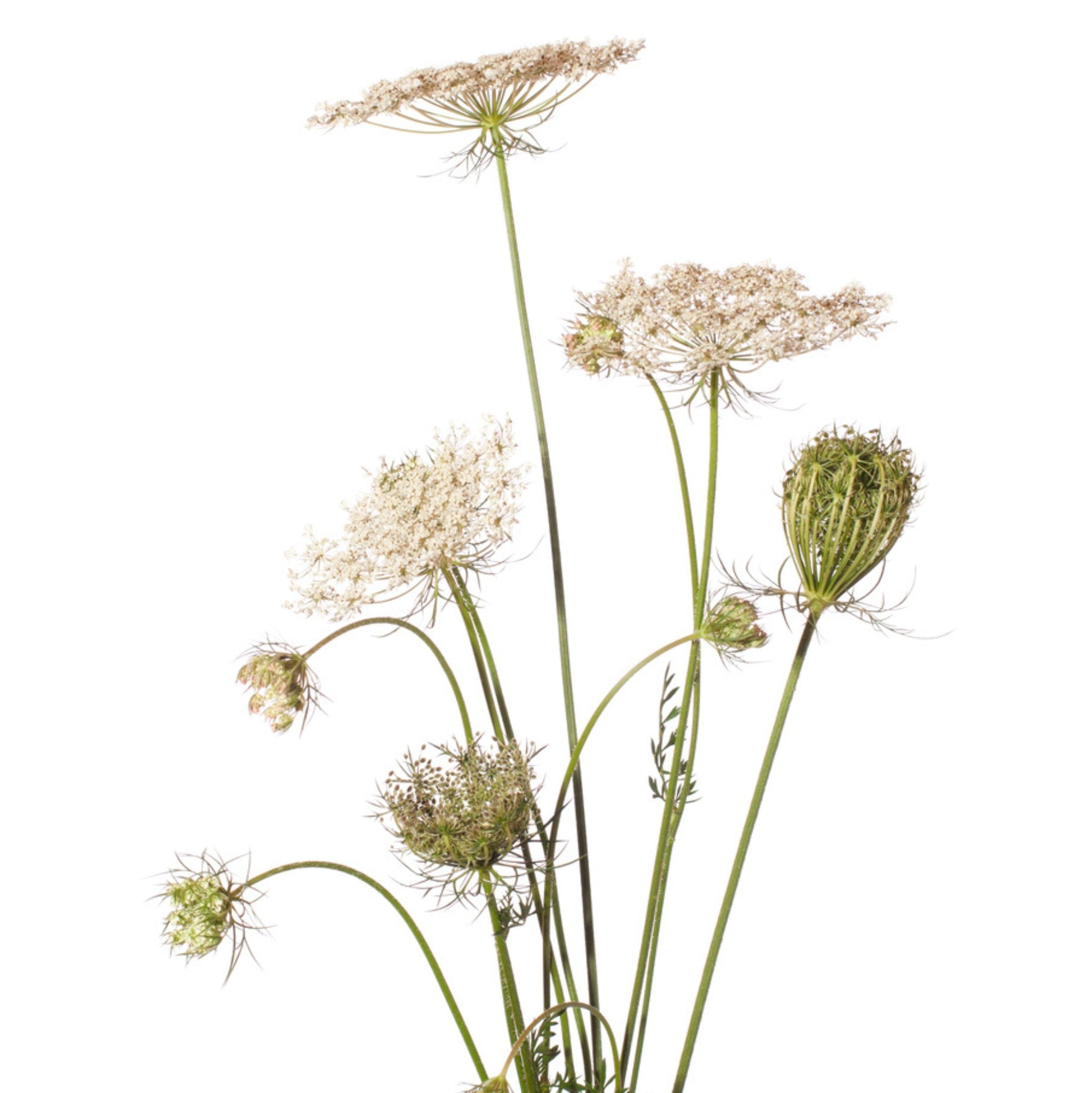 Carrot Seed Essential Oil