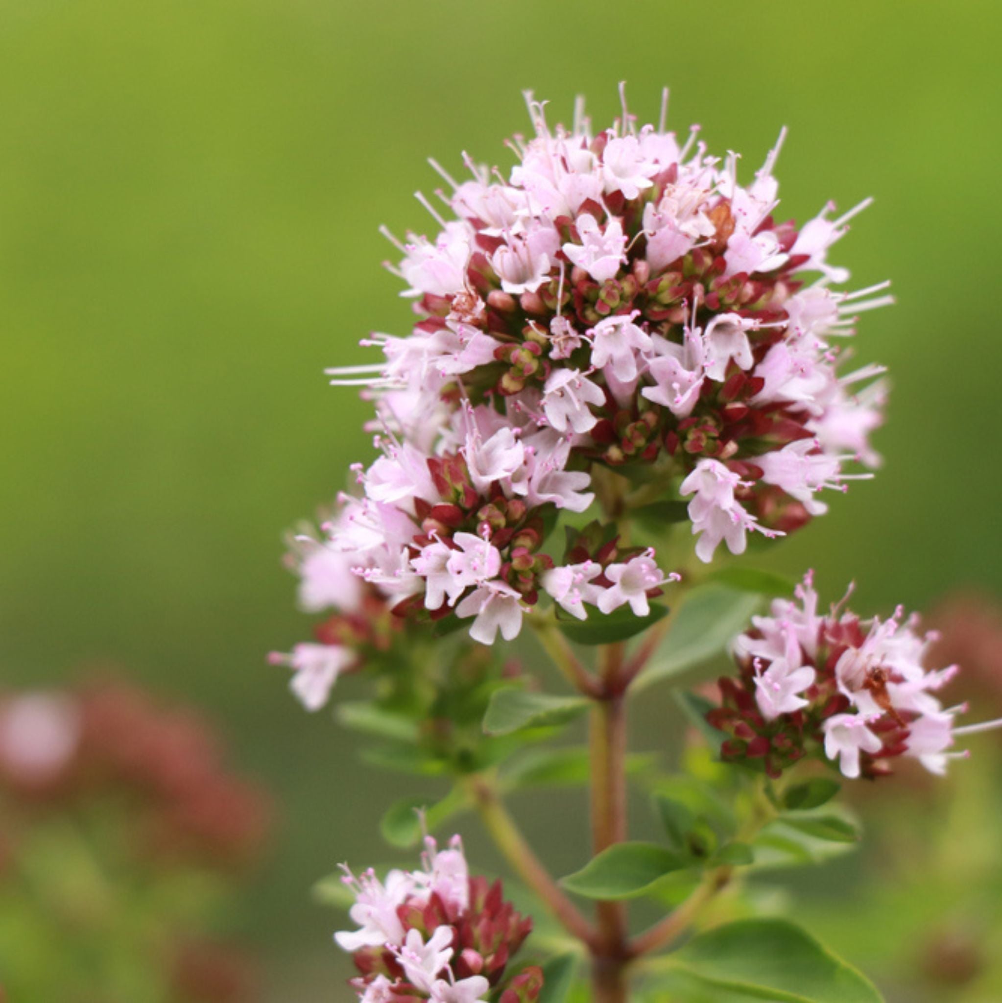 Marjoram Essential Oil