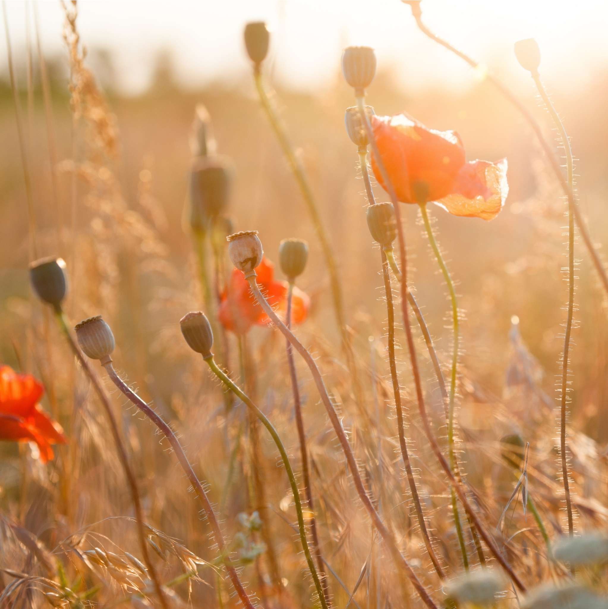 Poppy Seed Oil