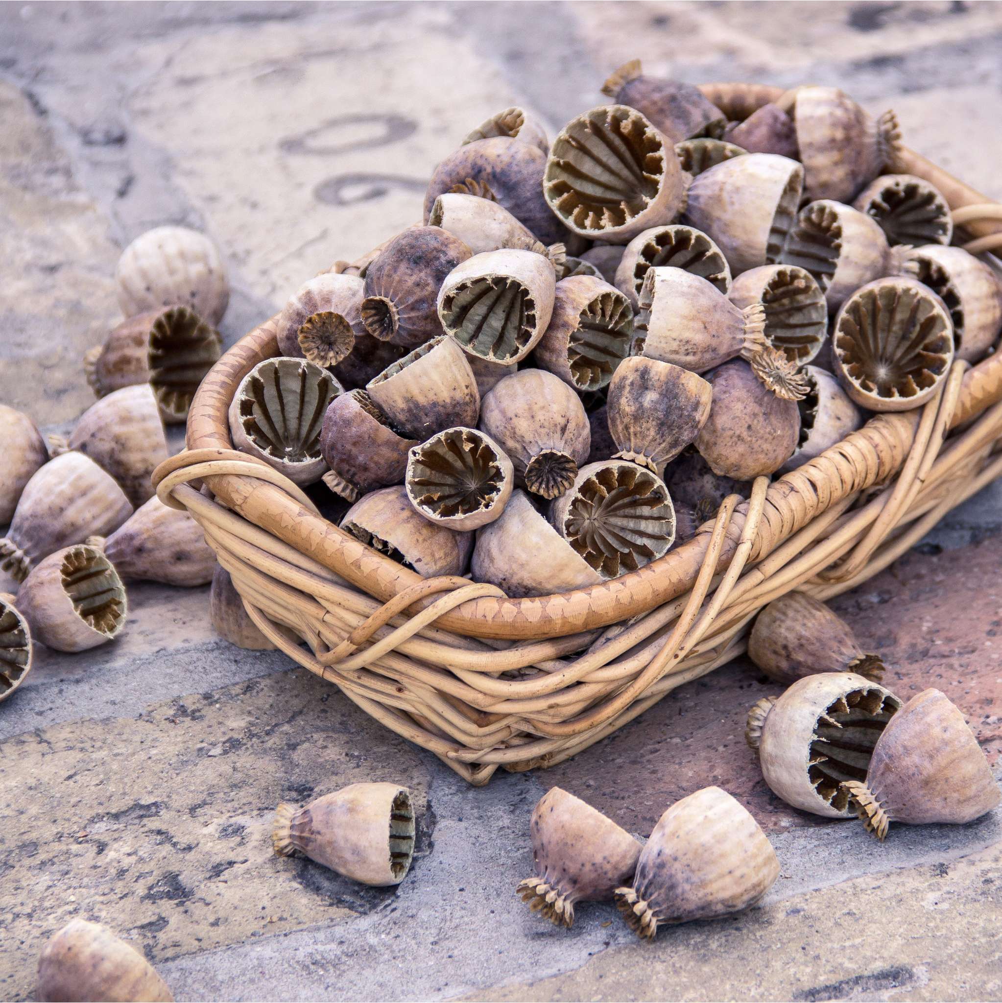 Poppy Seed Oil