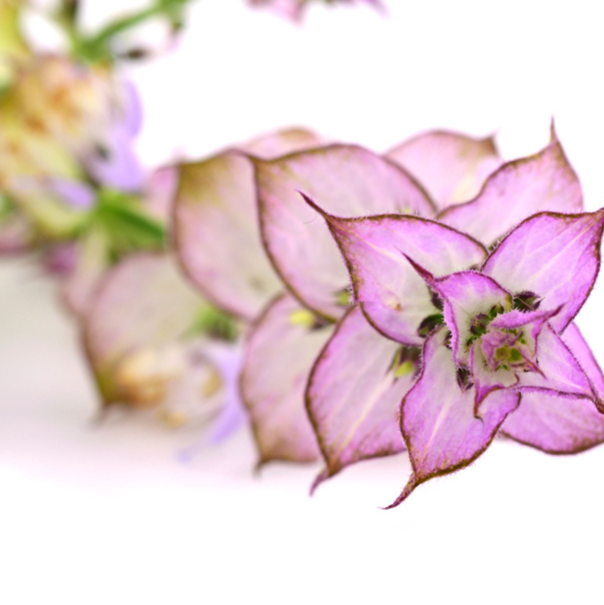 Muskatellersalbei 10 ml,ätherisches Öl