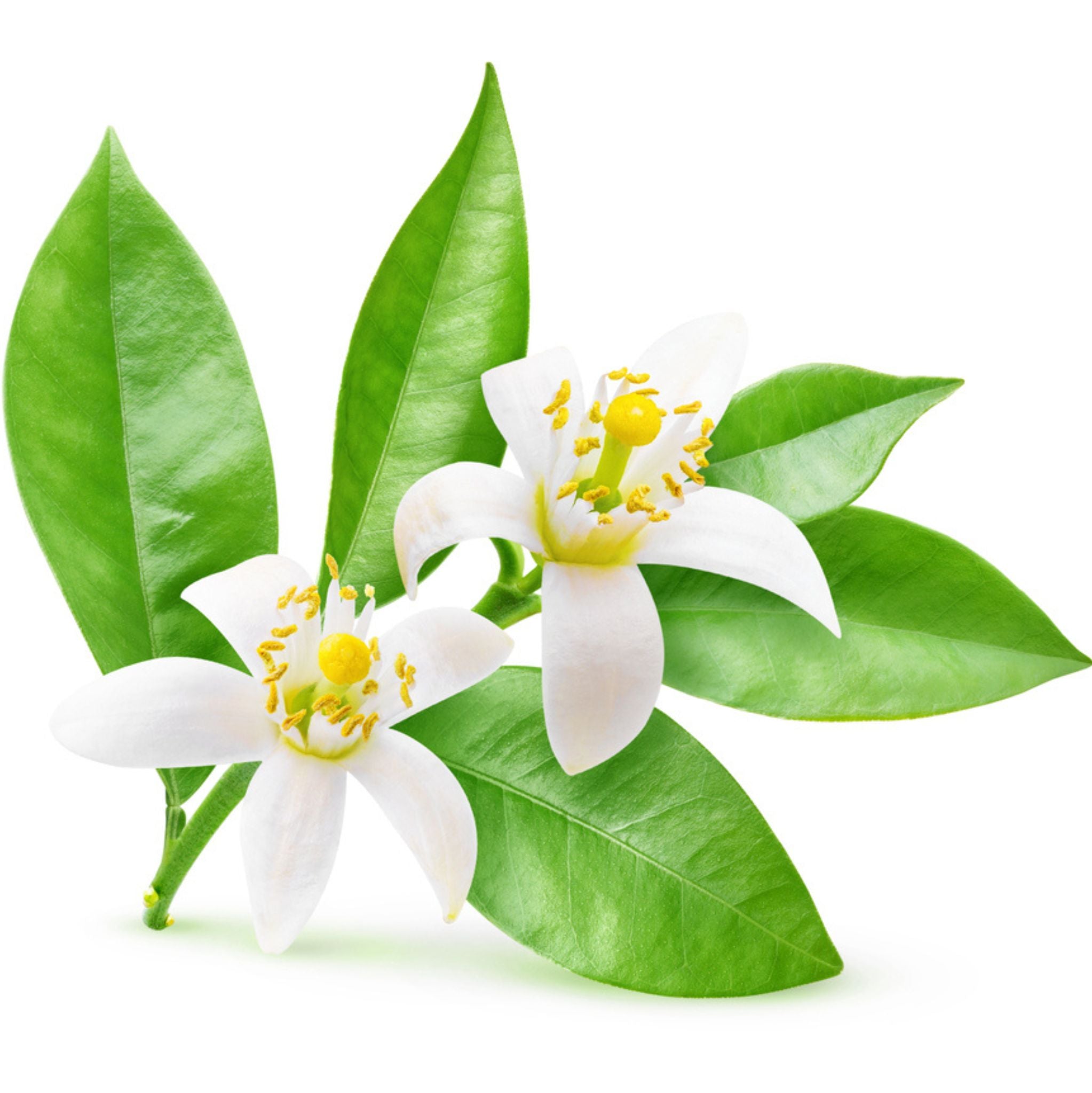 Neroli 10 ml, 3 % Dilution in Jojobaöl