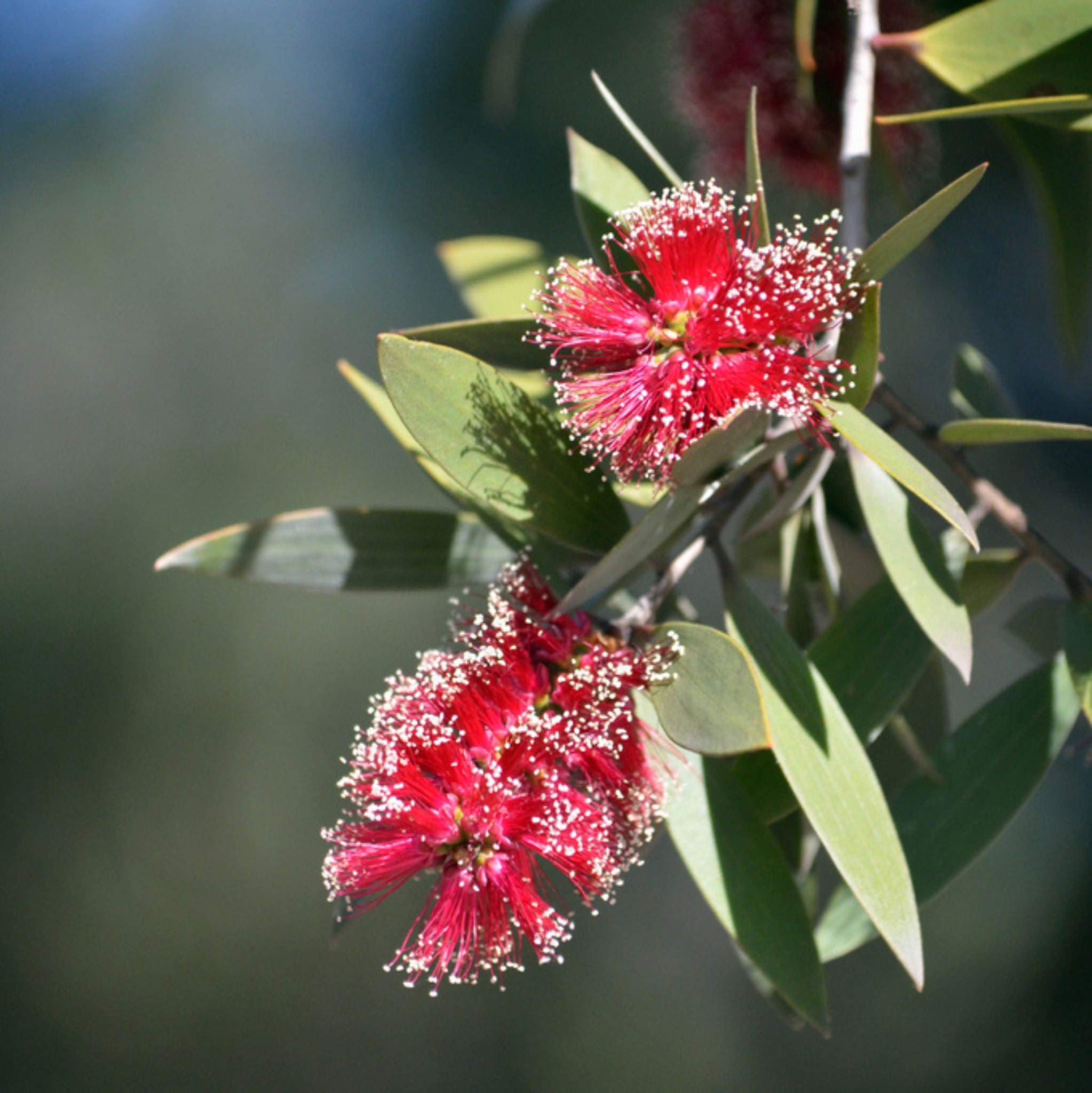 Niaouli 10 ml, ätherisches Öl