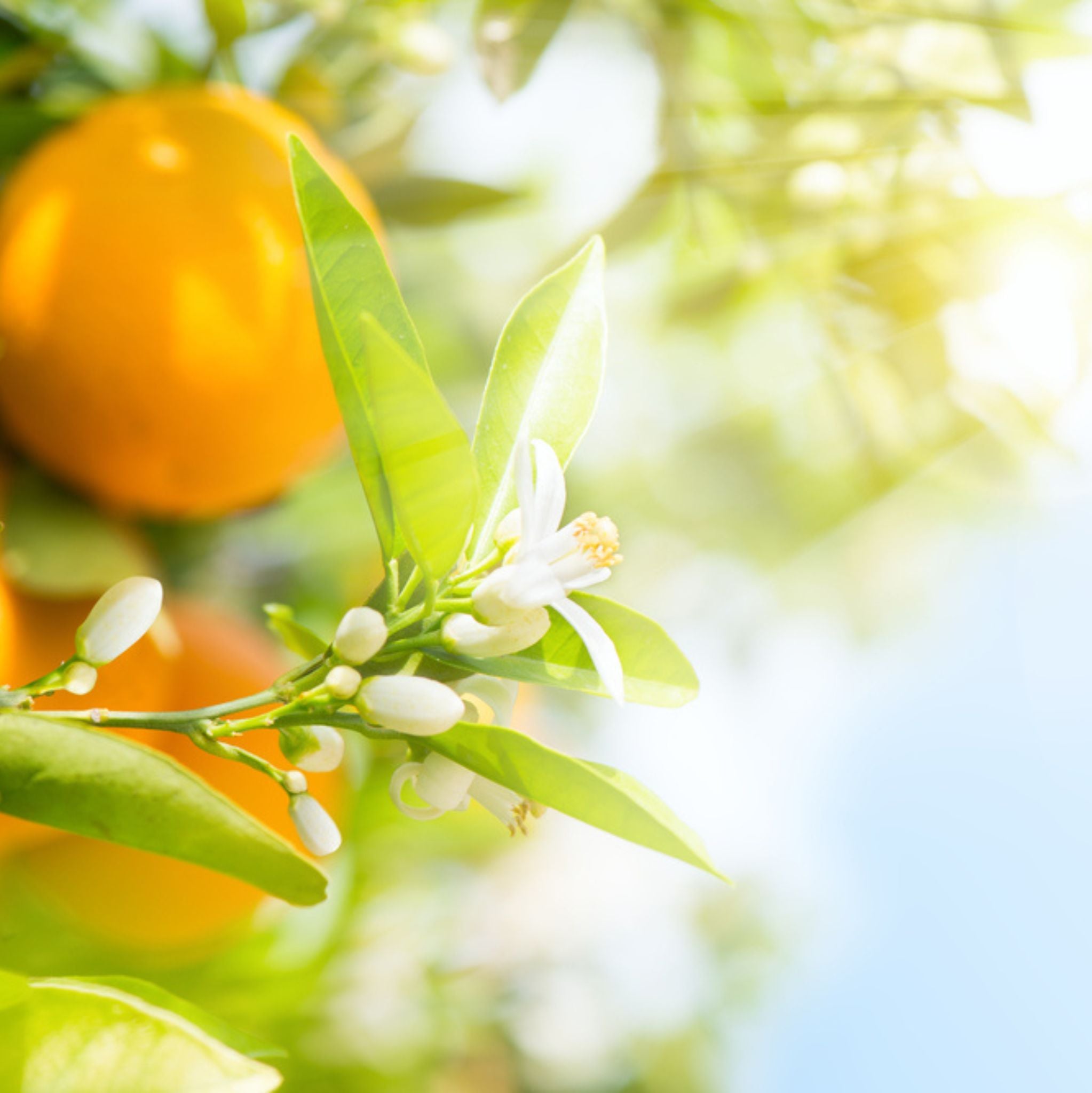Orange Sweet Essential Oil