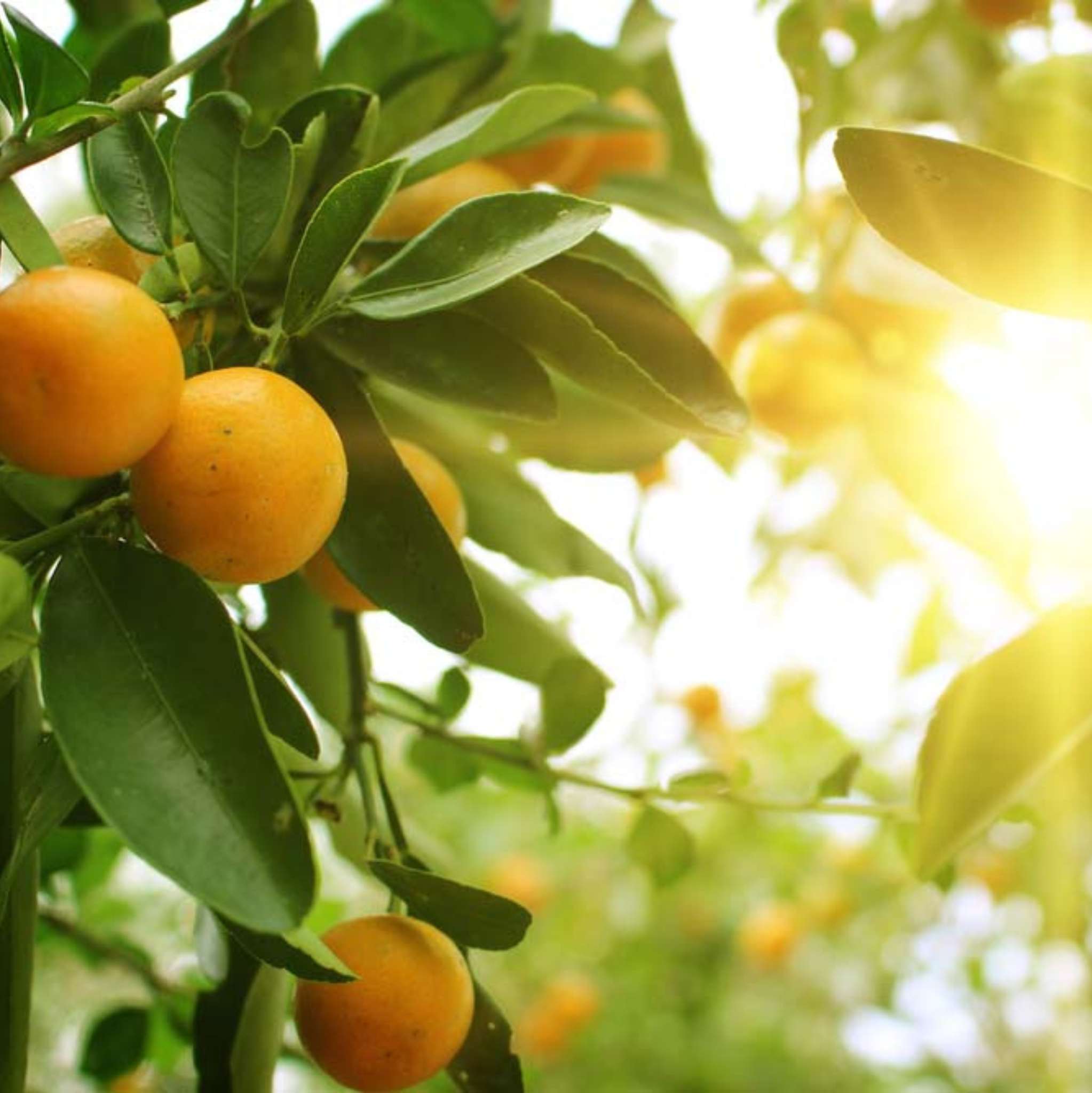 Orange Sweet Organic Essential Oil