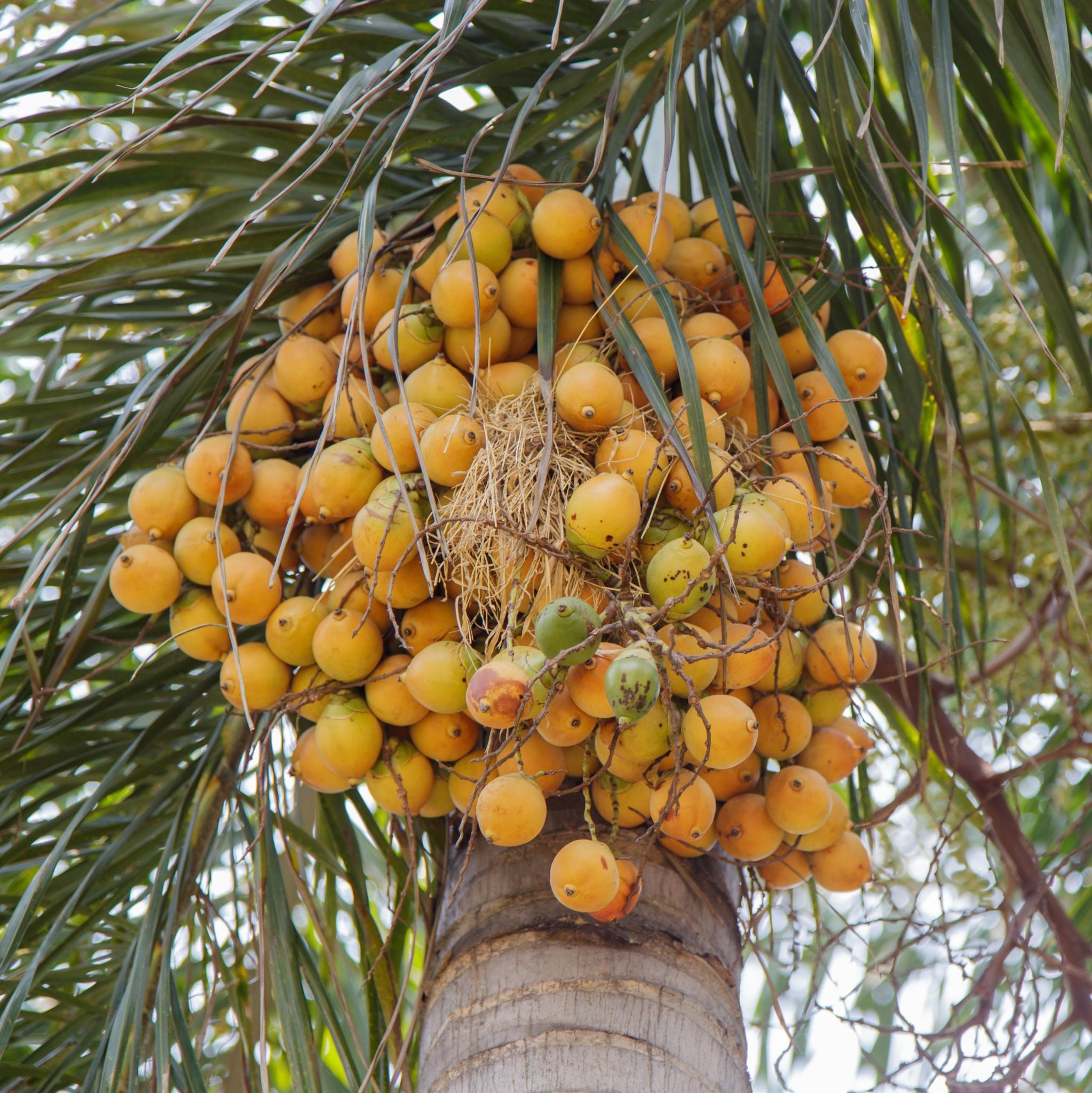 Palmkernöl * BIO kalt gepresst, raffiniert - 1000 g