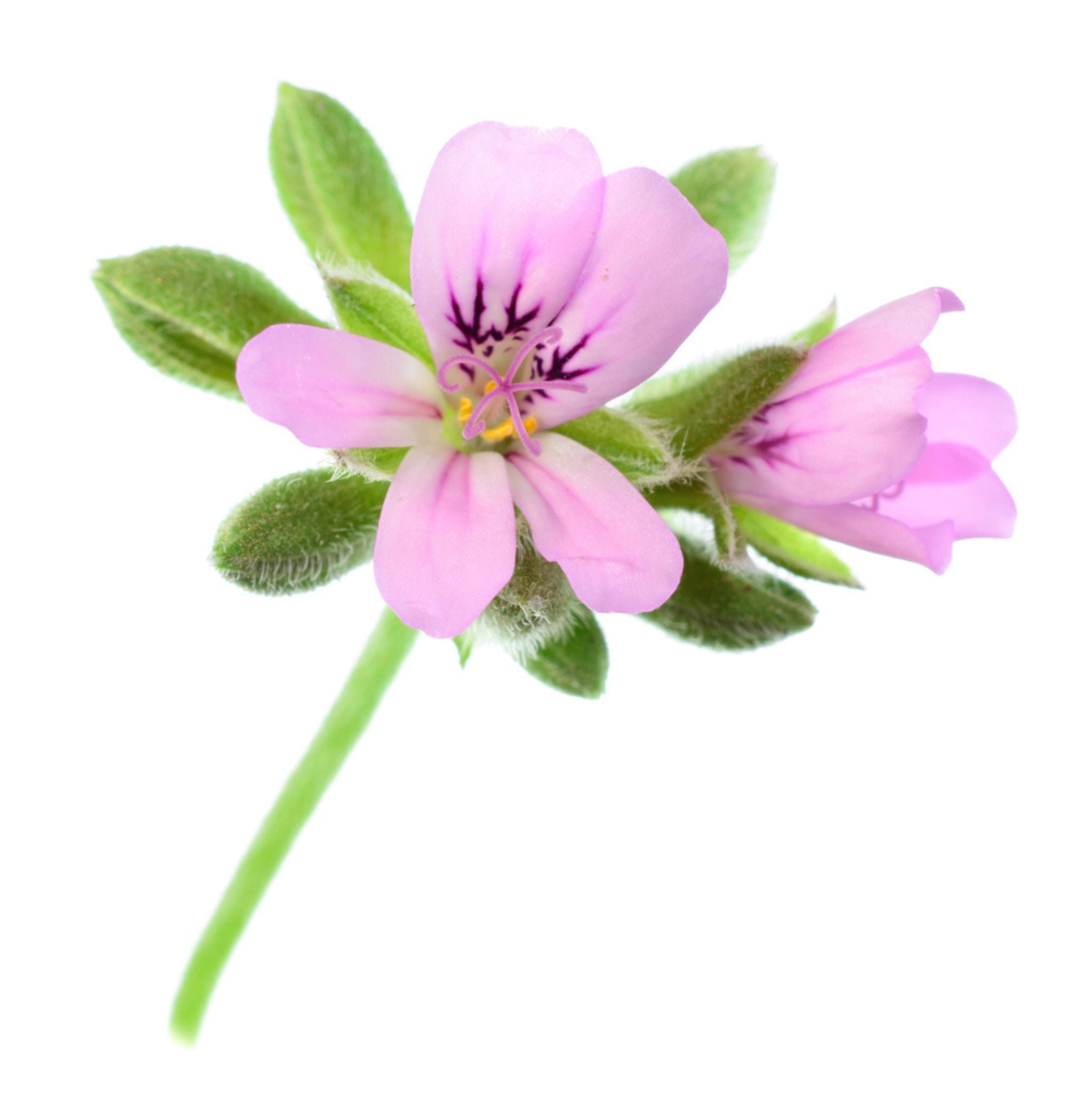Rose Geranium Essential Oil