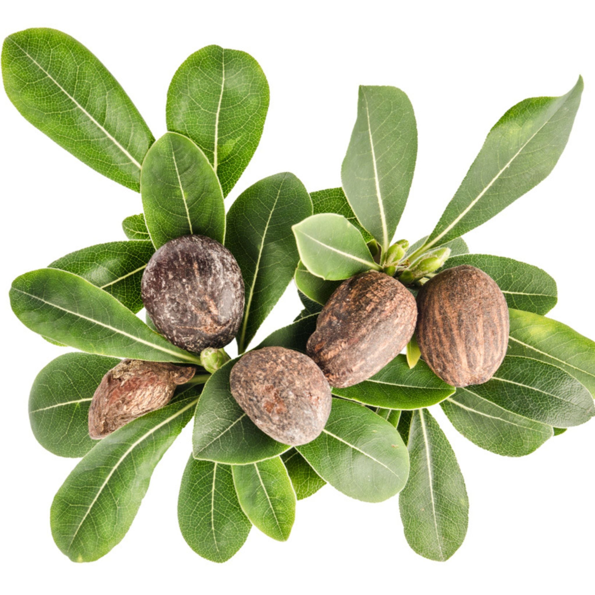 Shea Butter refined, deodorized