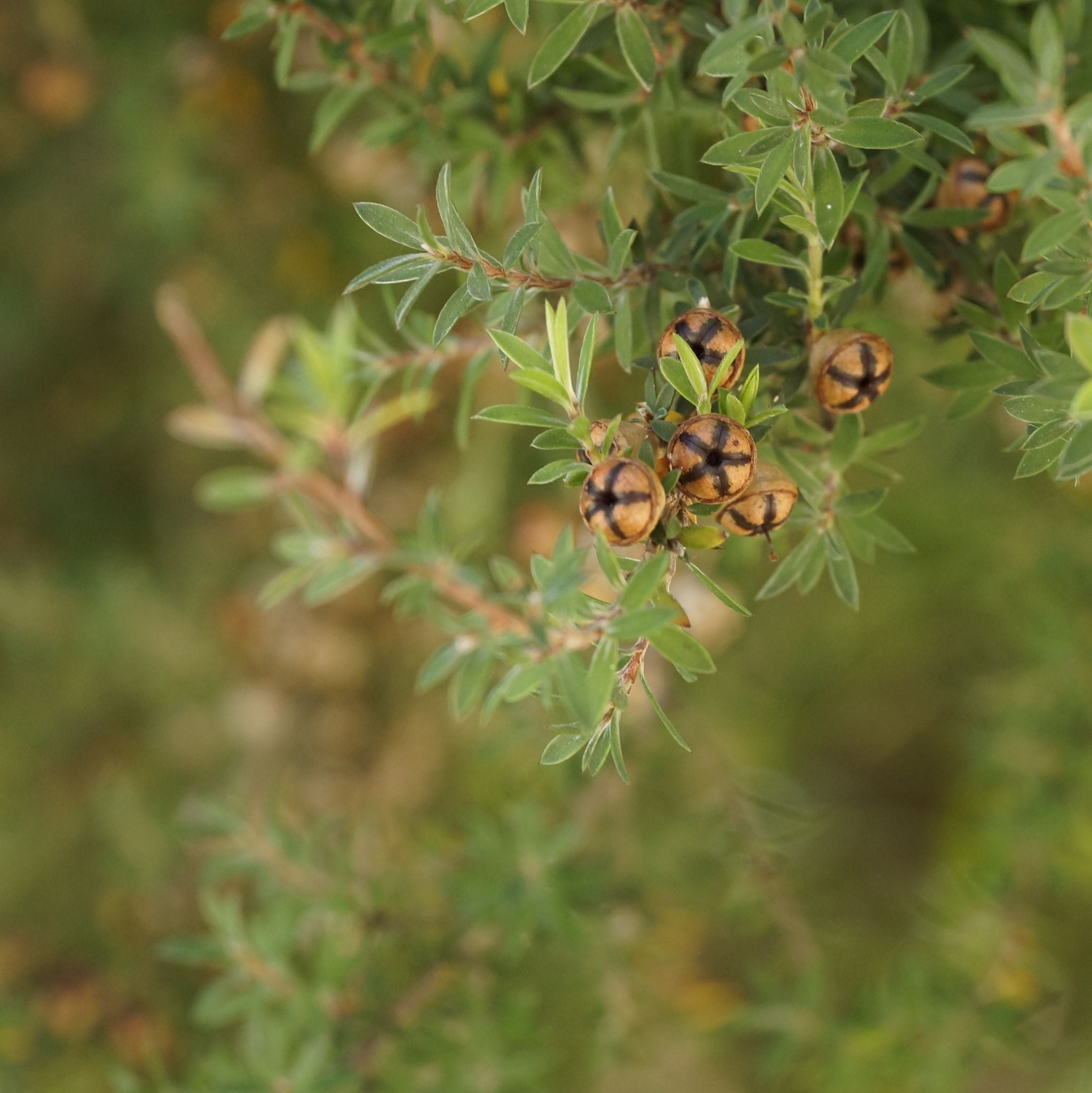 Tea Tree Organic Essential Oil
