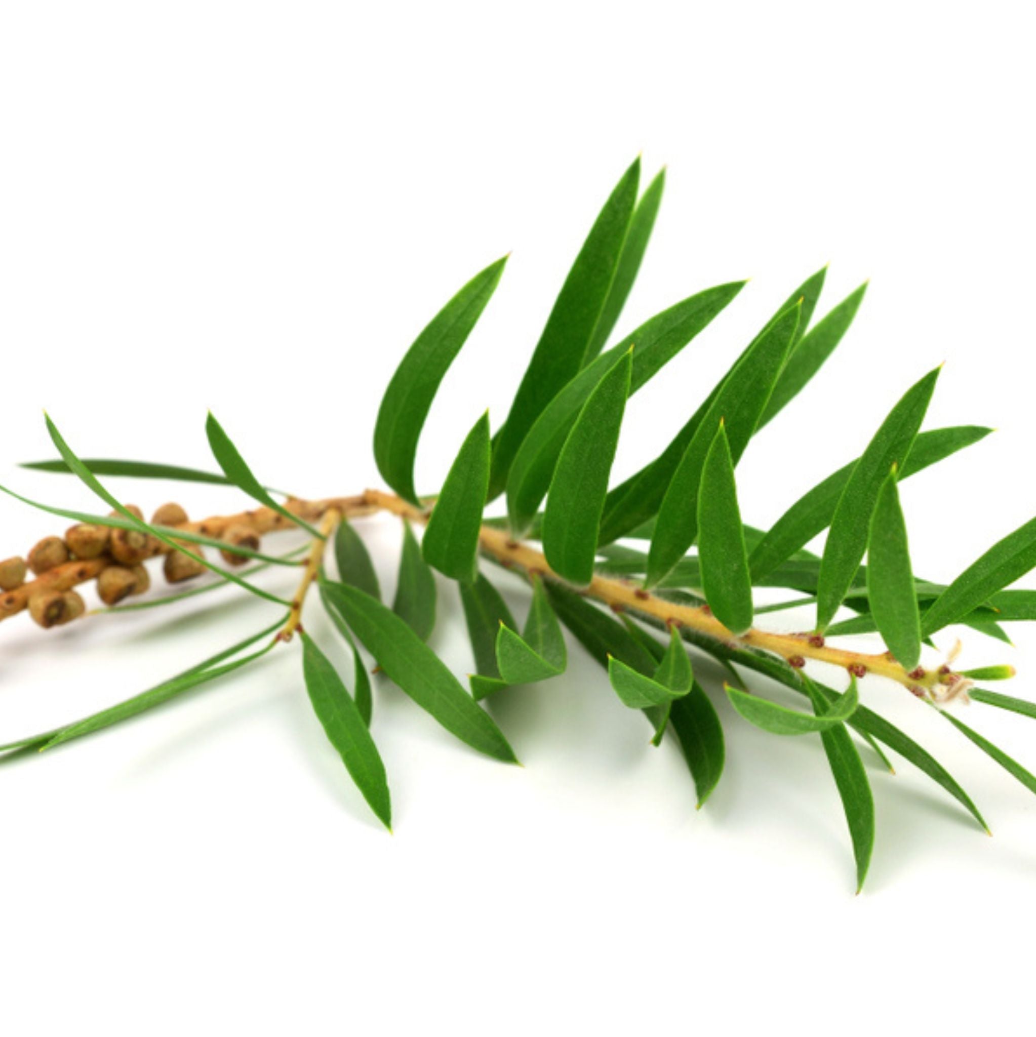Teebaum *BIO 10 ml, ätherisches Öl