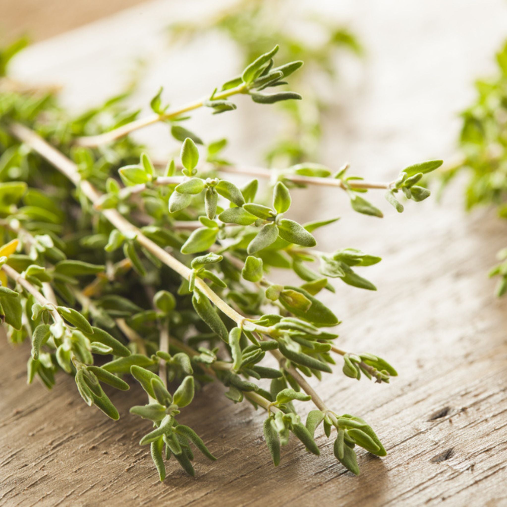 Thyme White Essential Oil