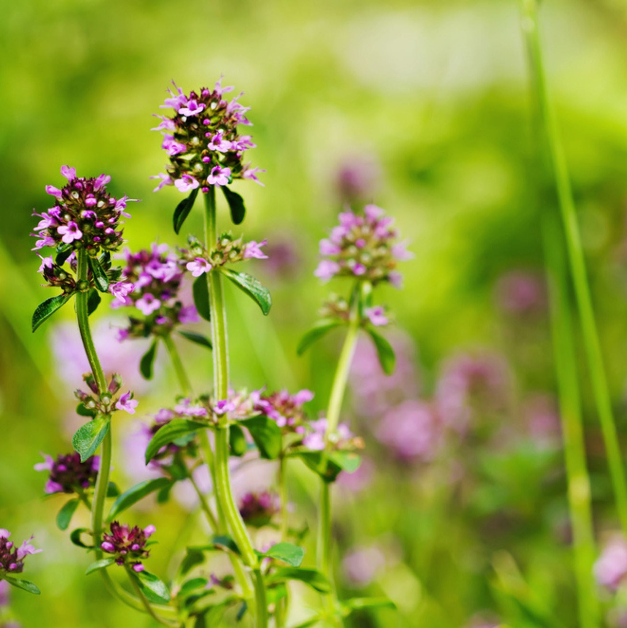 Thyme ct. linalool Organic Essential Oil