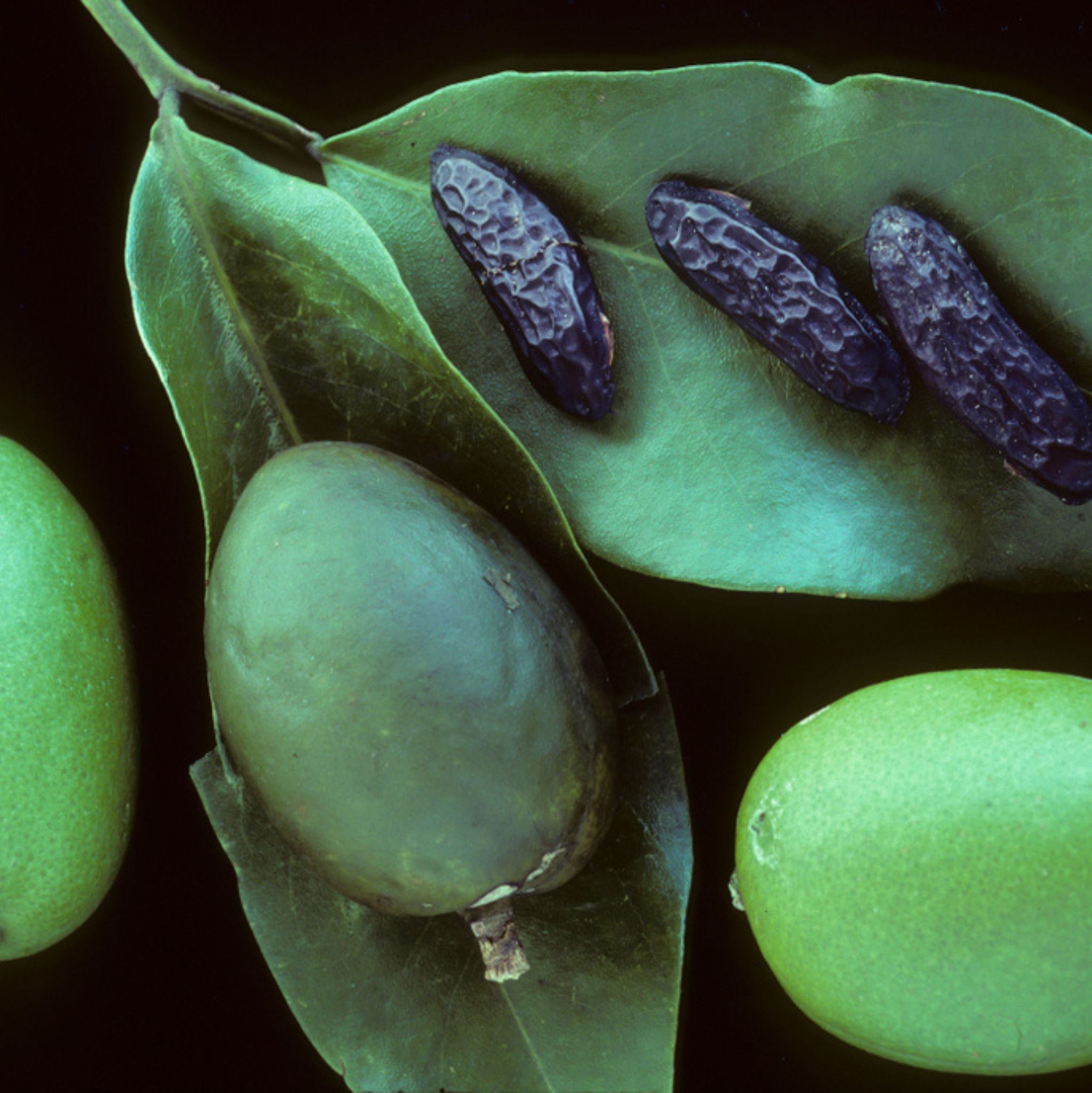 Tonka Extrakt *BIO 10 ml, Absolue