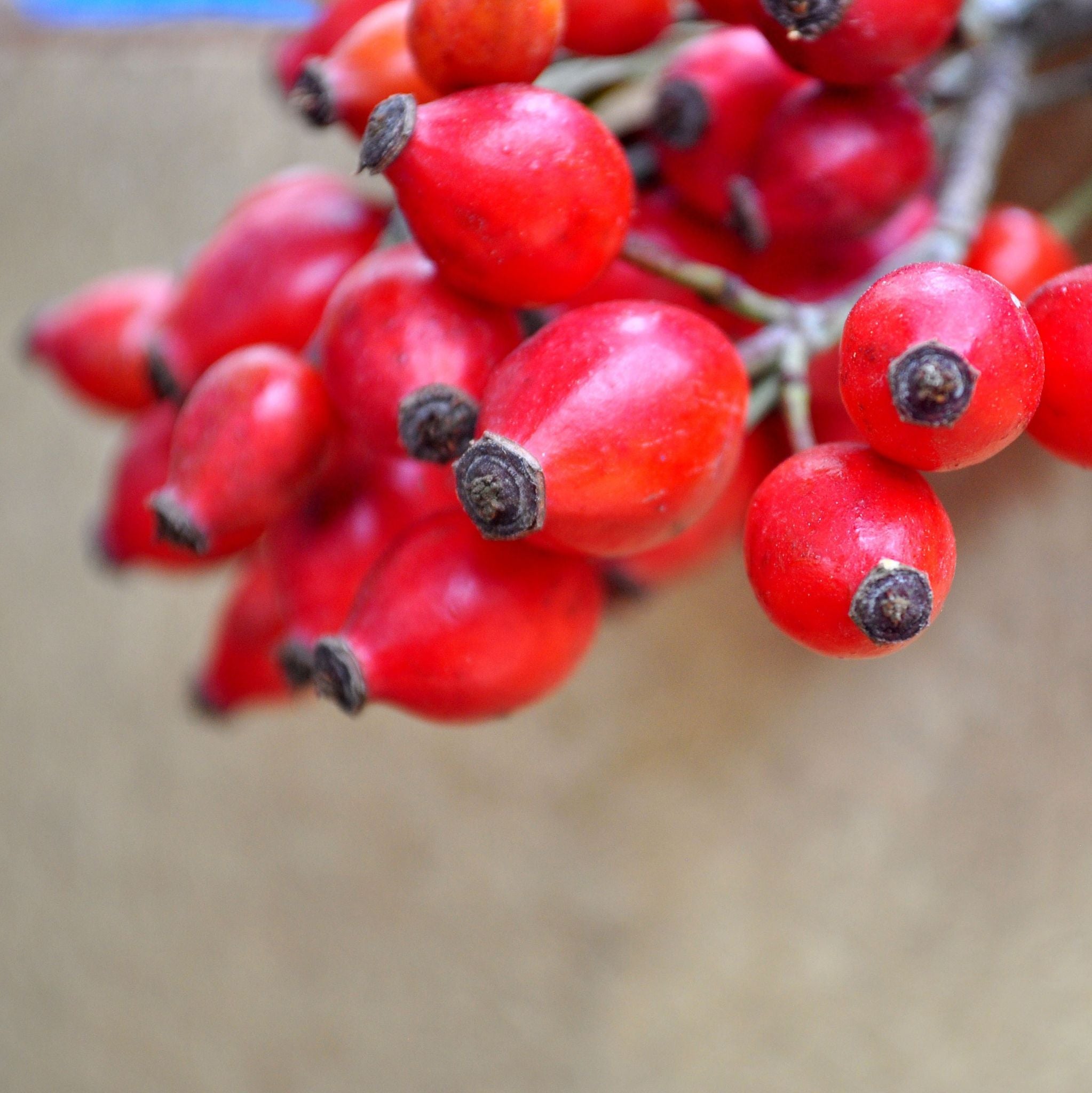 Wildrosenöl kalt gepresst, raffiniert