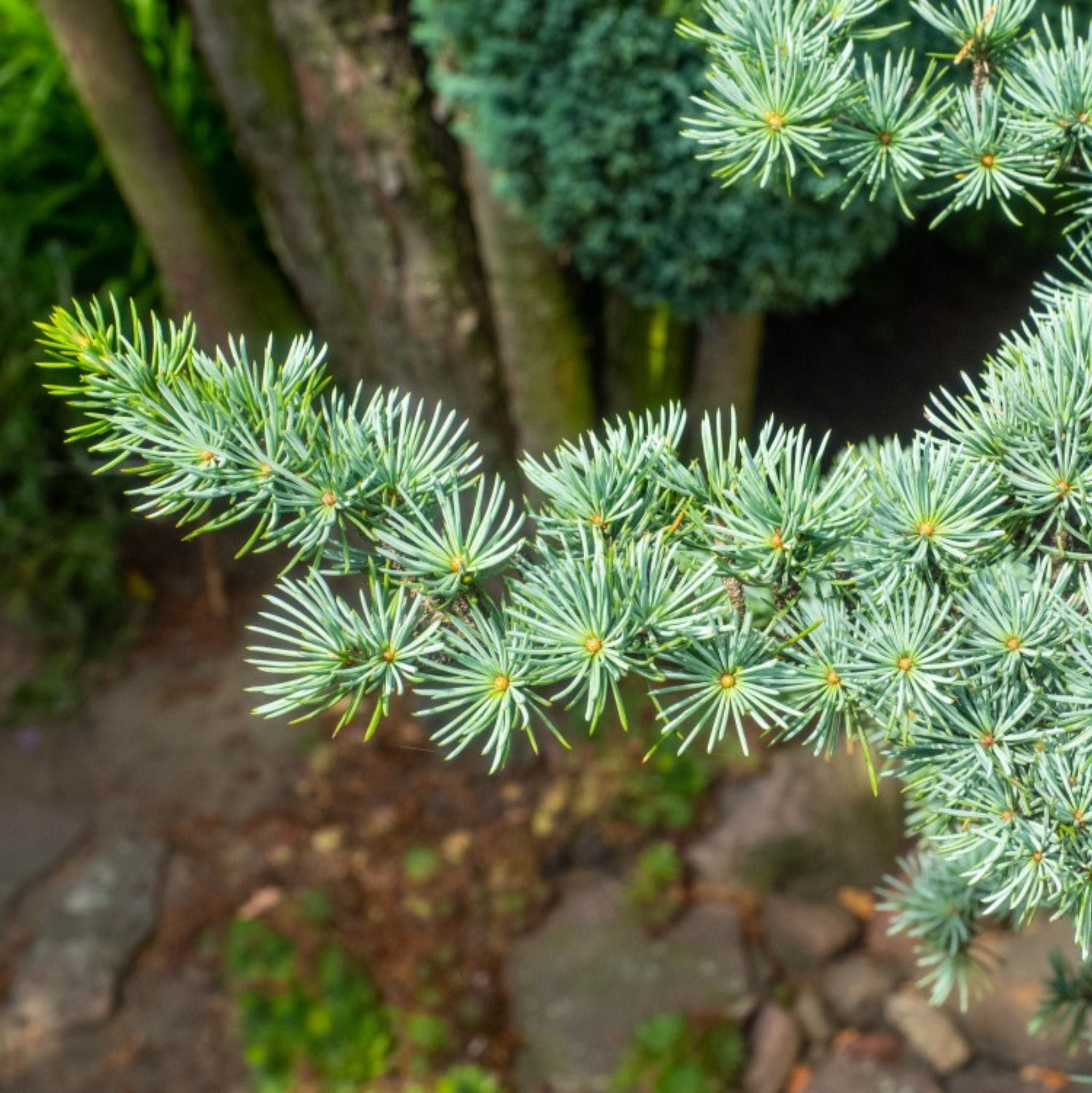 Cedarwood Organic Essential Oil