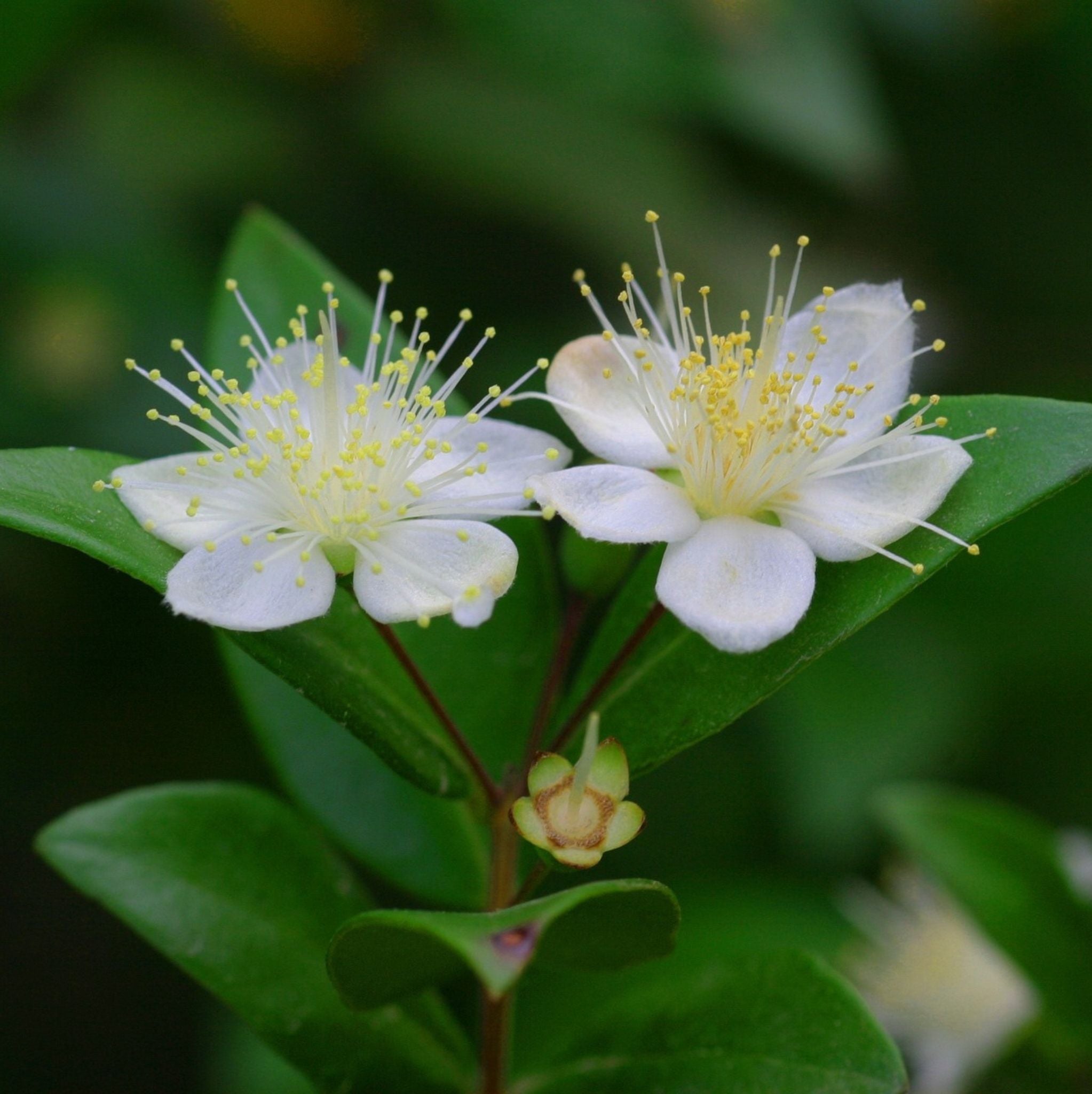 Lemon Myrtle Essential Oil