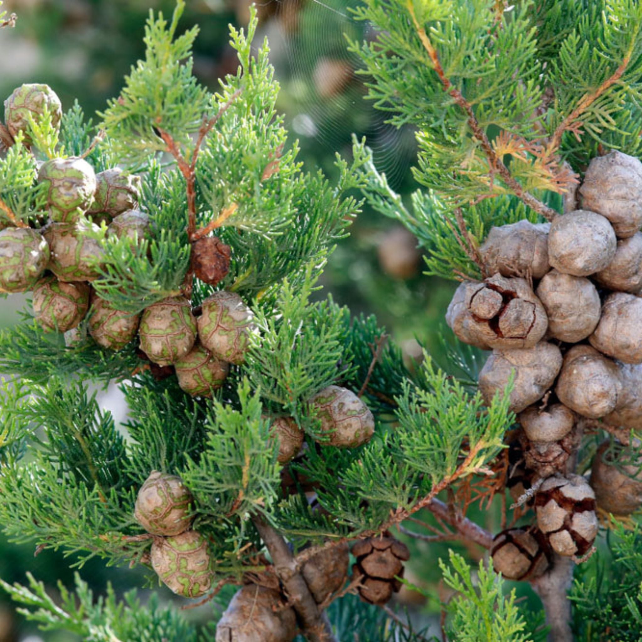 Cypress Organic Essential Oil