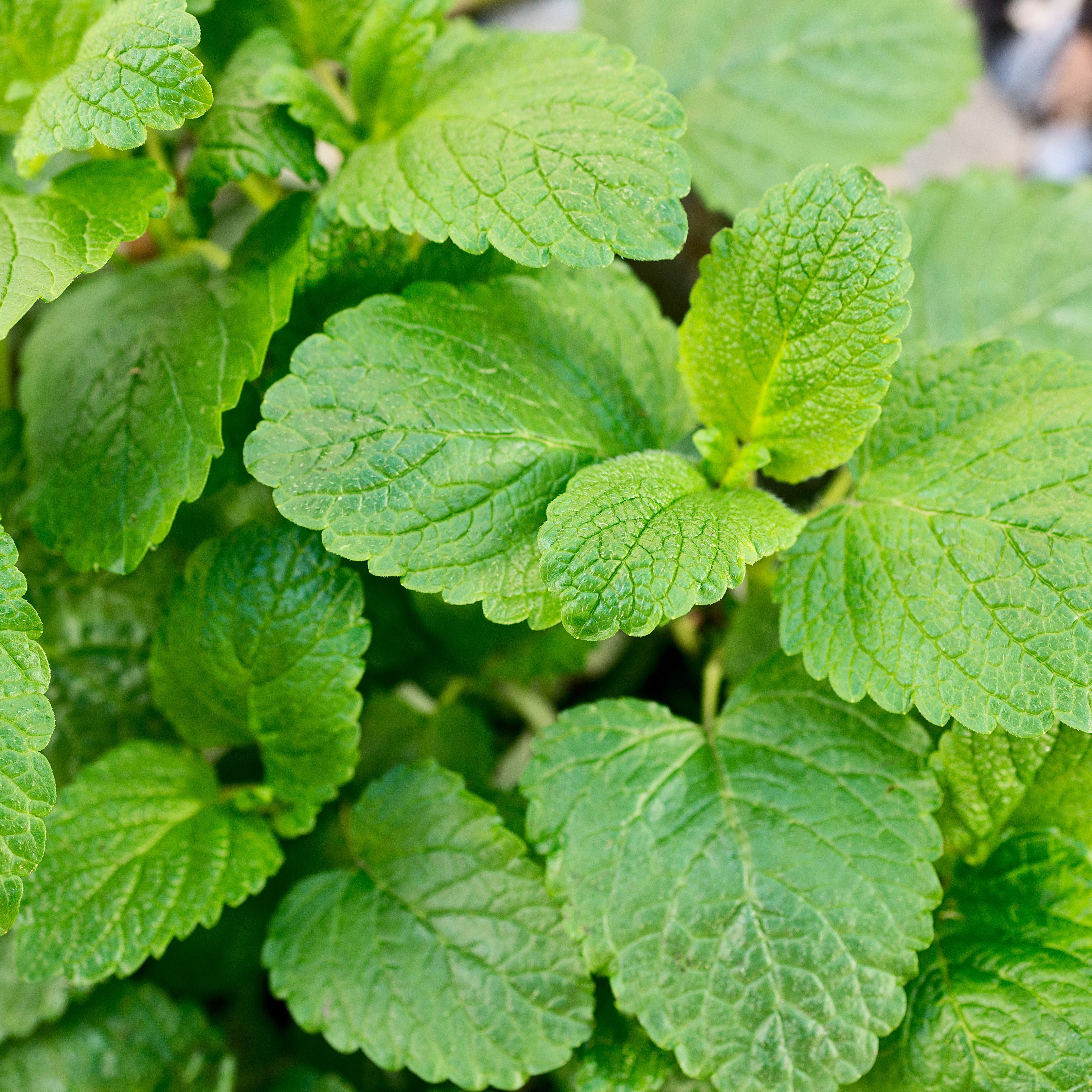 Melissa Extract