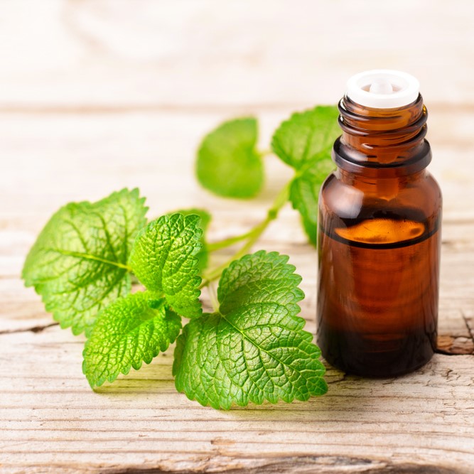 Melissa Extract