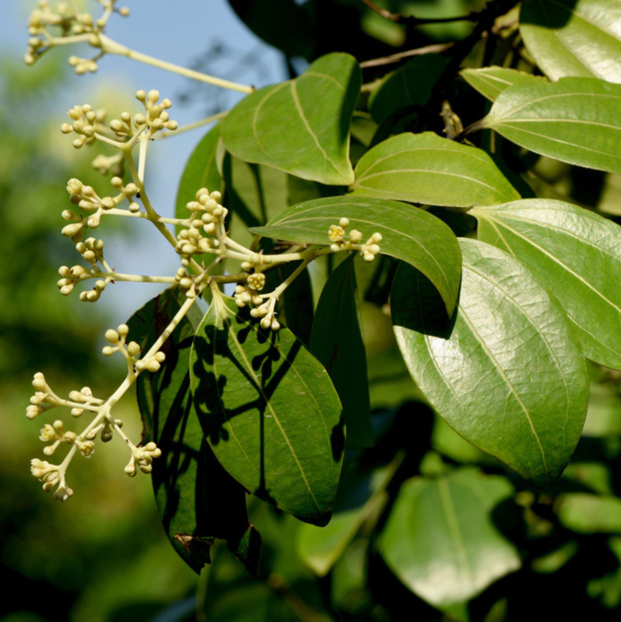 Cassia Essential Oil