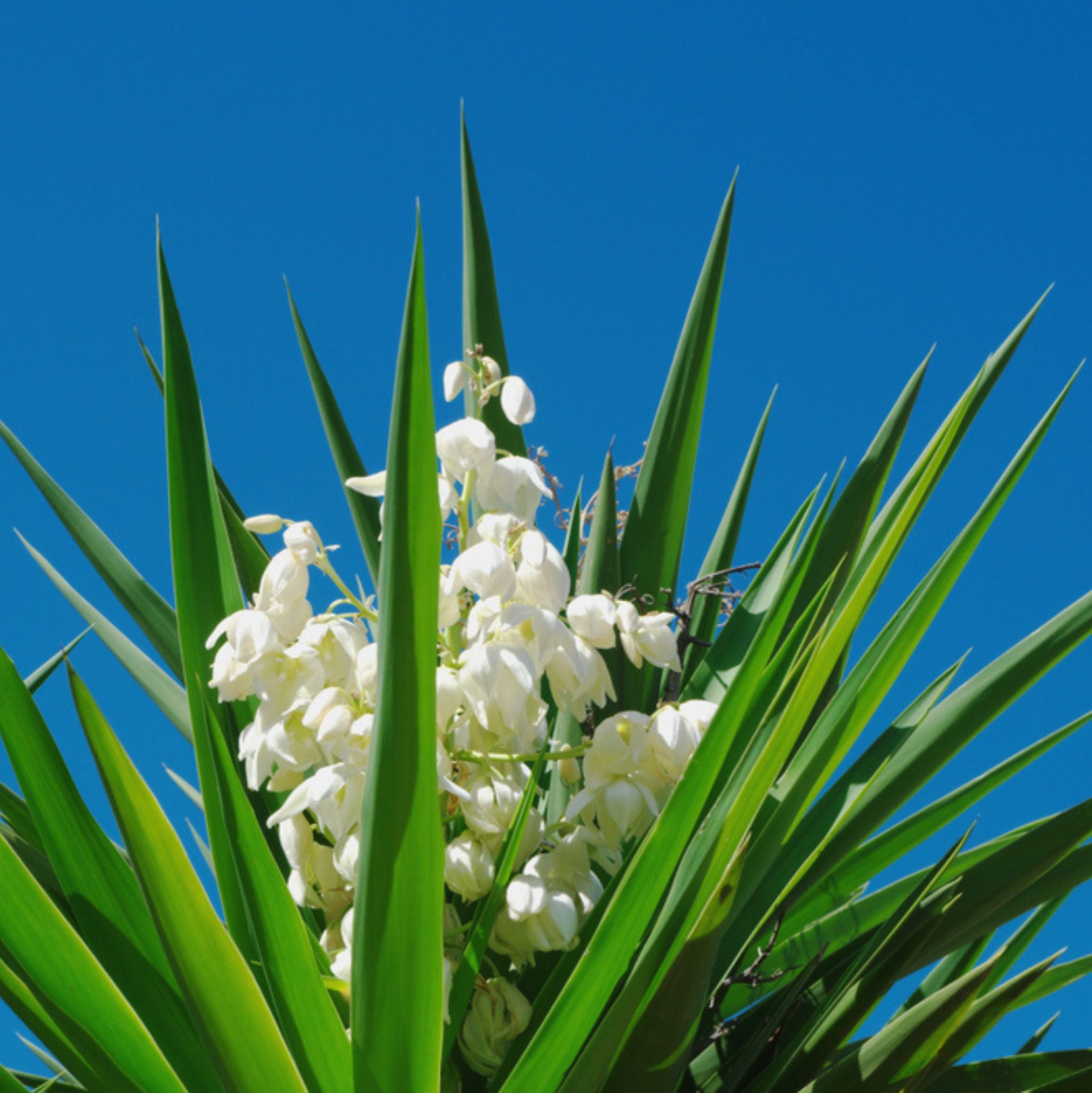 Yucca Extract