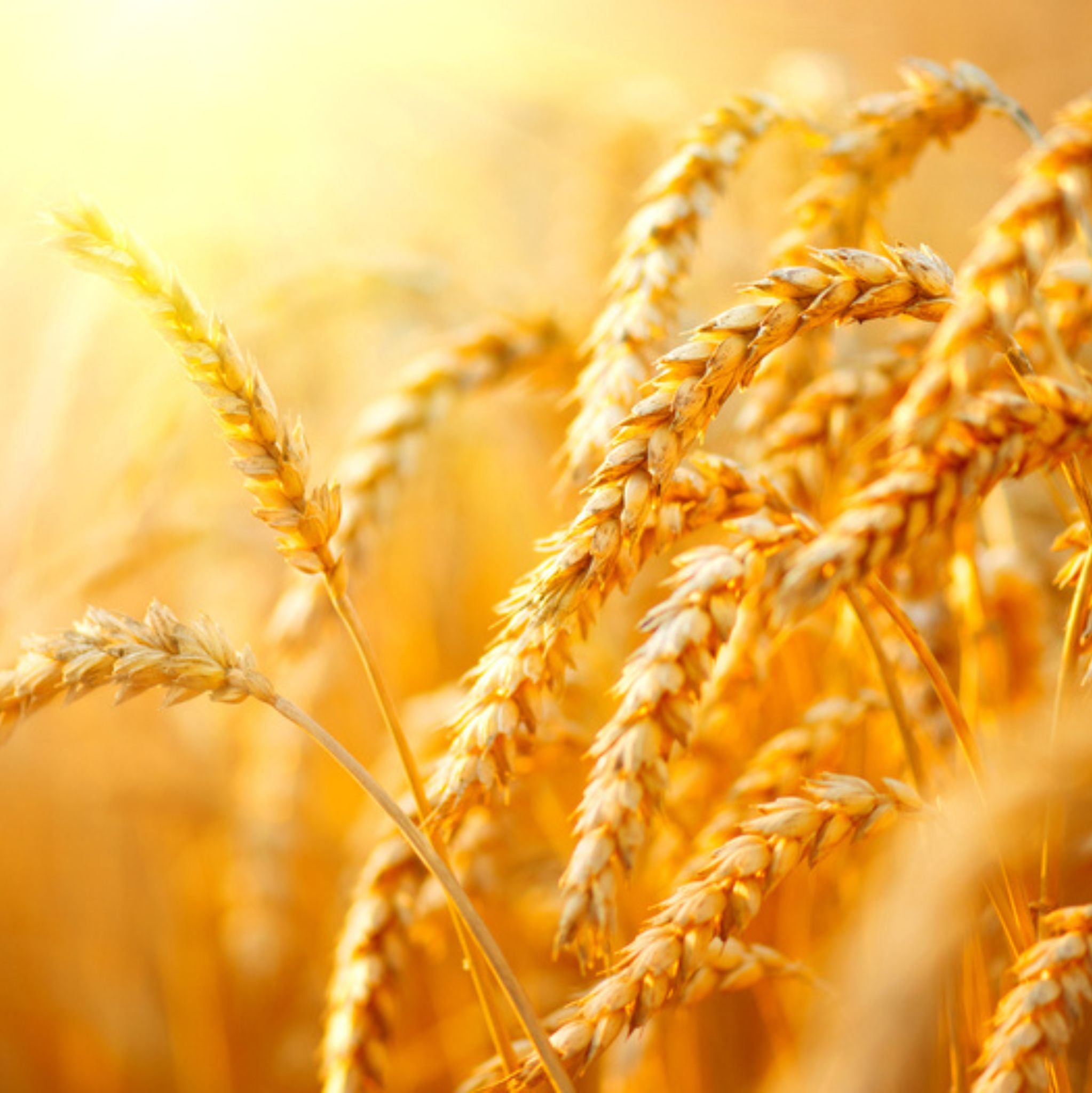 Wheat Protein Powder 30 g