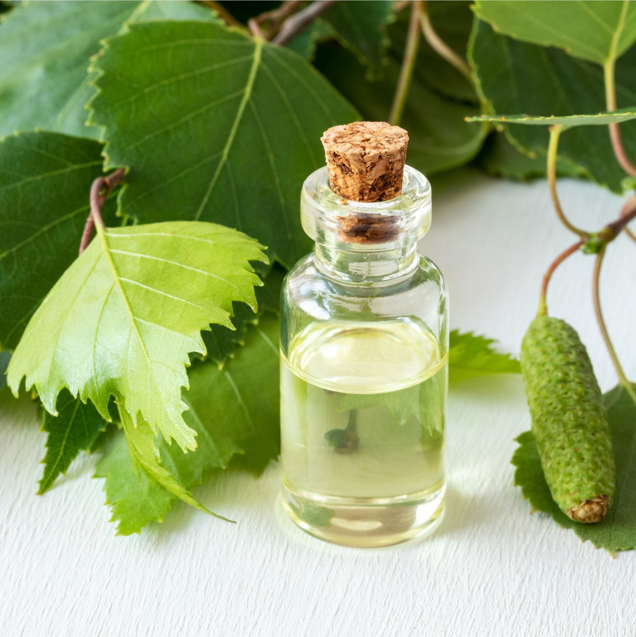 Birch Extract